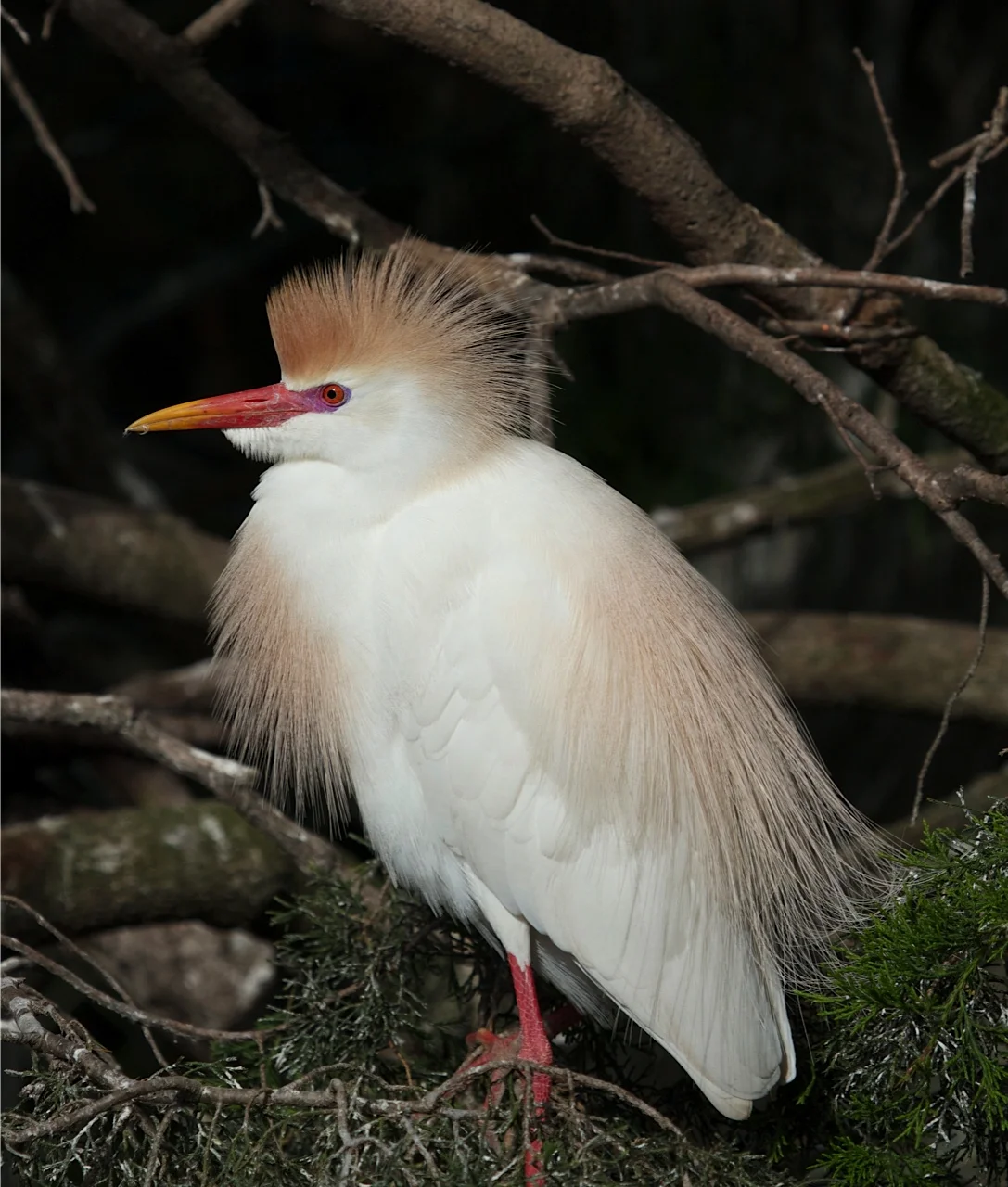 Cattle Egret with an attitude.