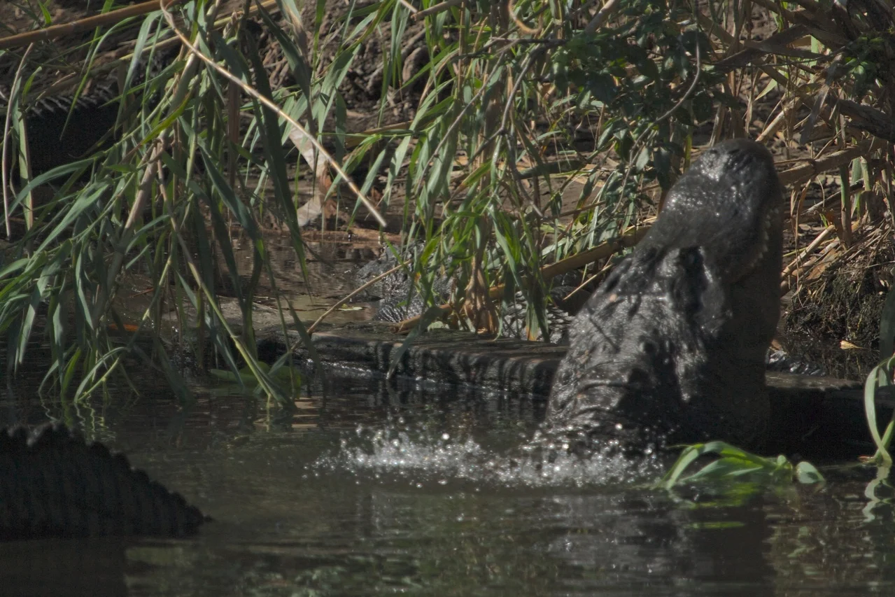 Bull Alligator doing a bellowing GRUNT!