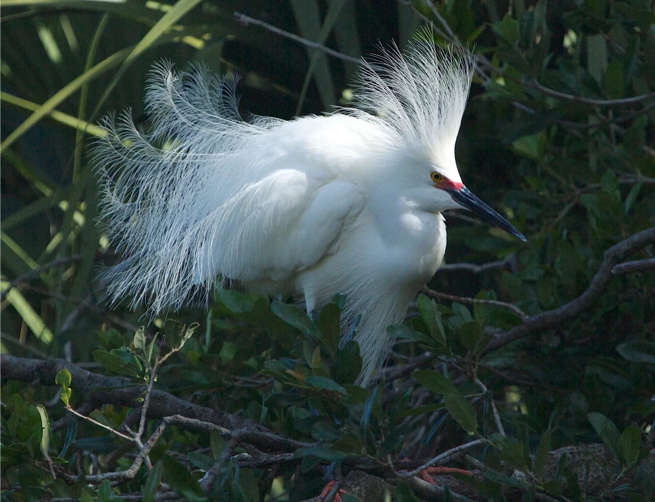 Snowy Egret puffs up when a rival approaches.