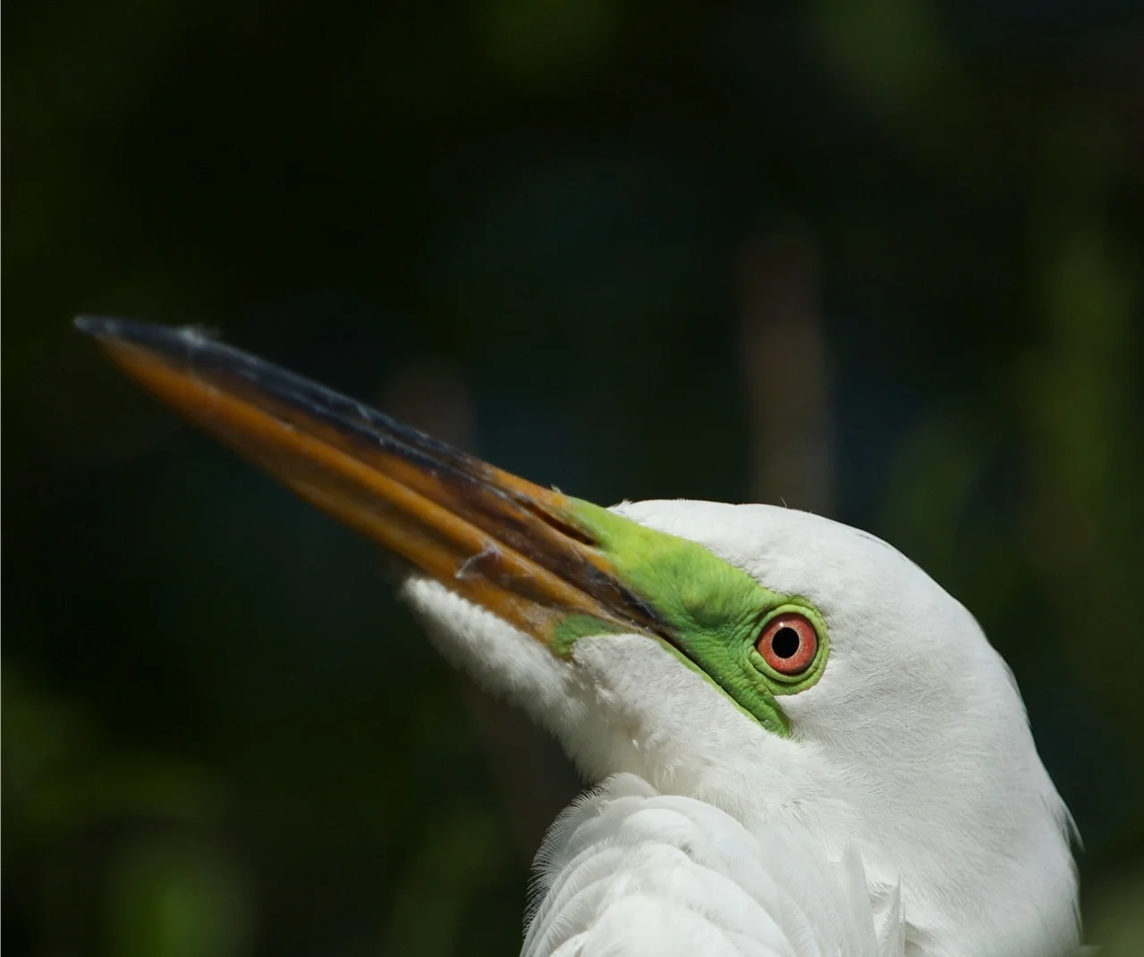 Close up of Great Egret Breeding Colors (origins of eyeshadow?)