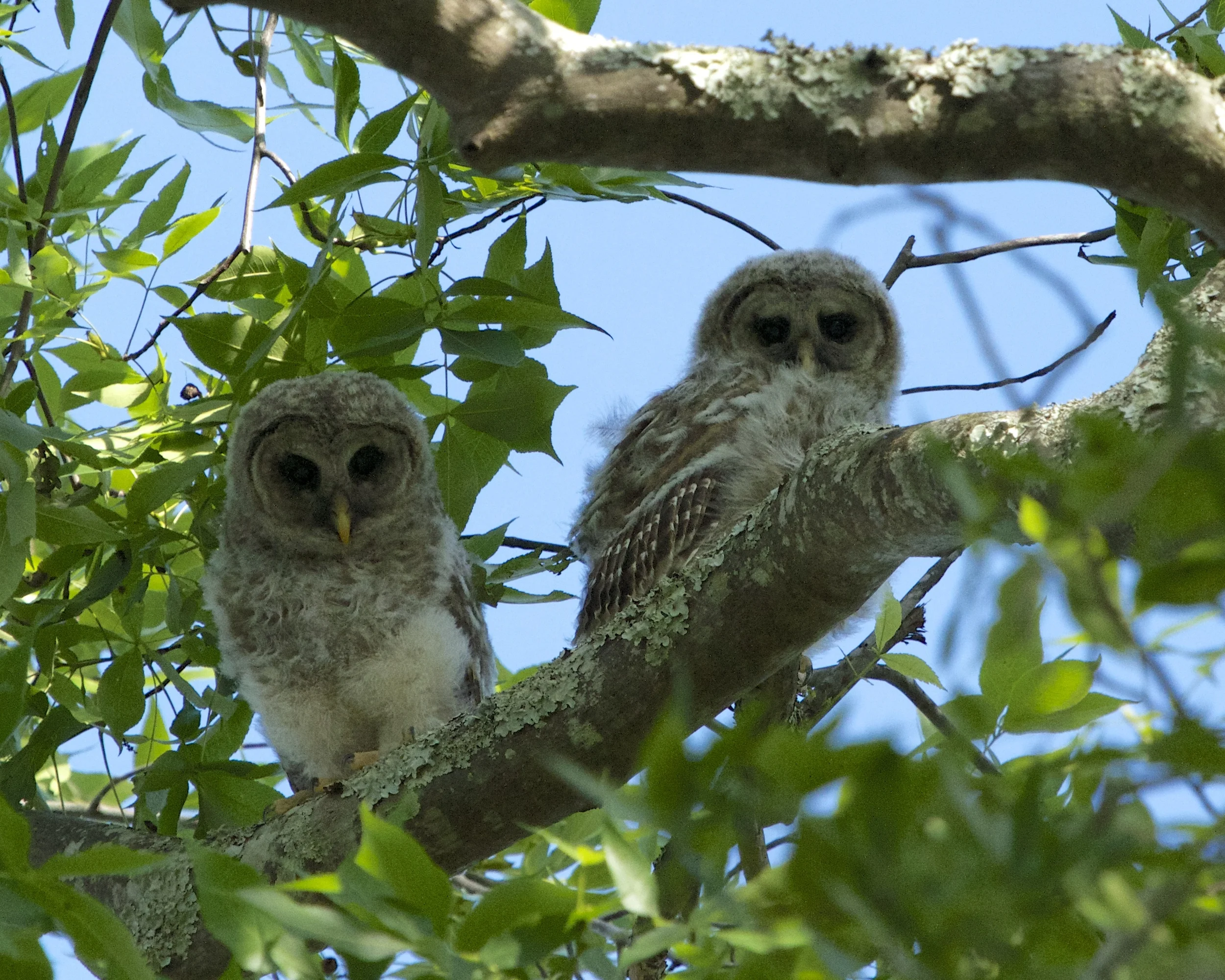 My last photo of Fuzzy and Wuzzy, they have fully fledged and flew off to other adventures hopefully.