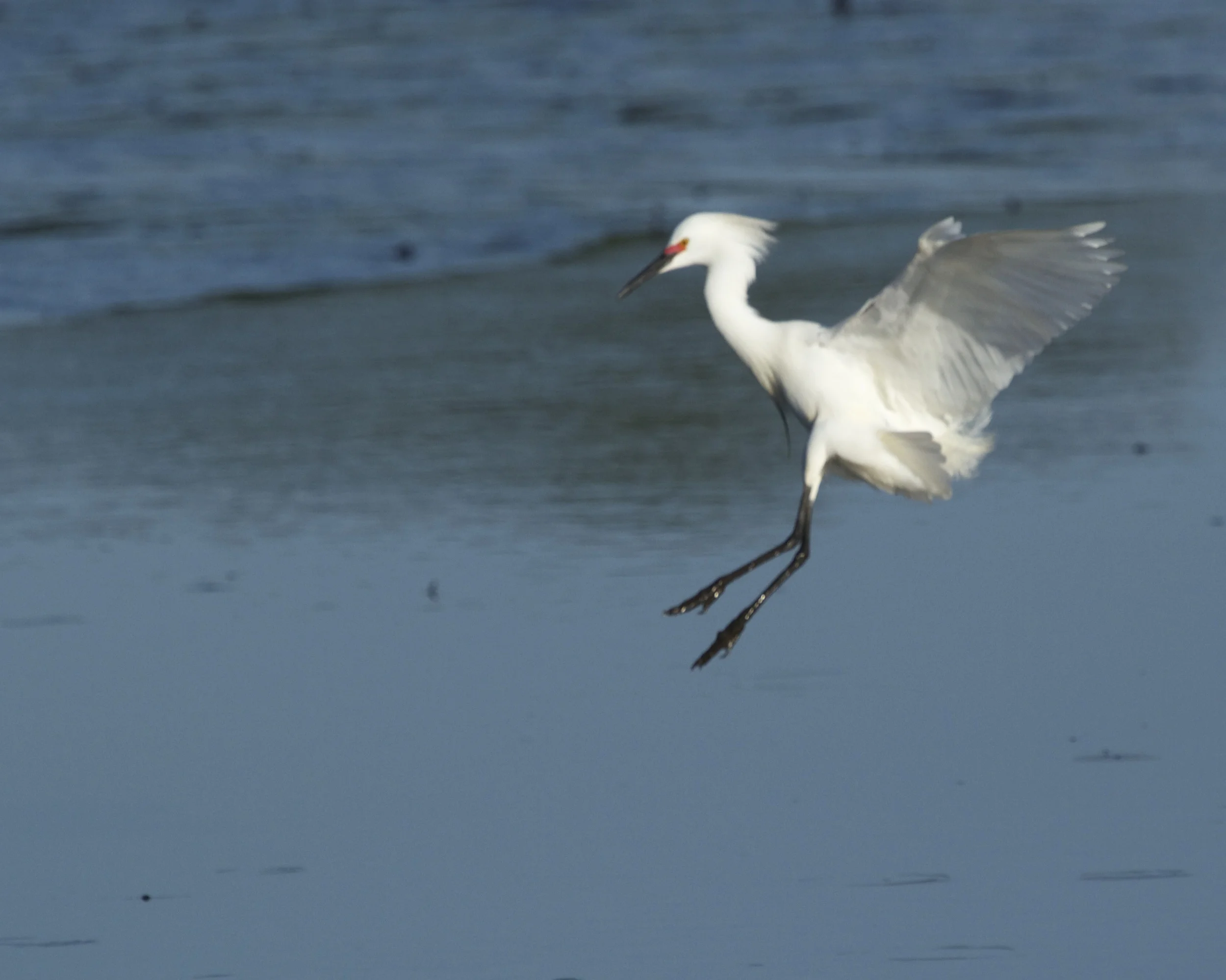 A snowy egret drops in!