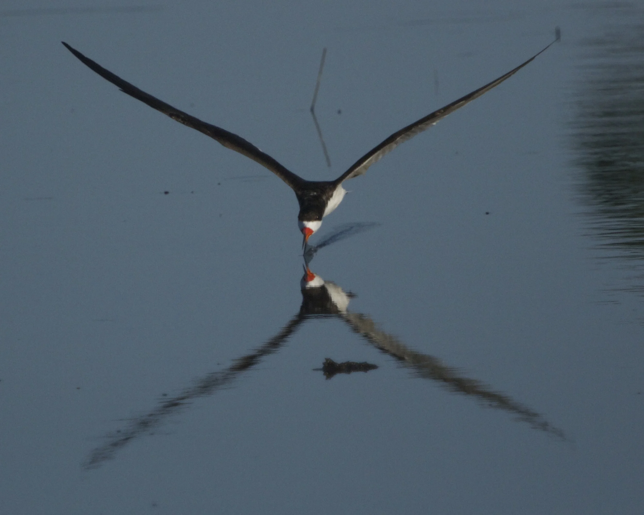 A Black Skimmer swoops by.