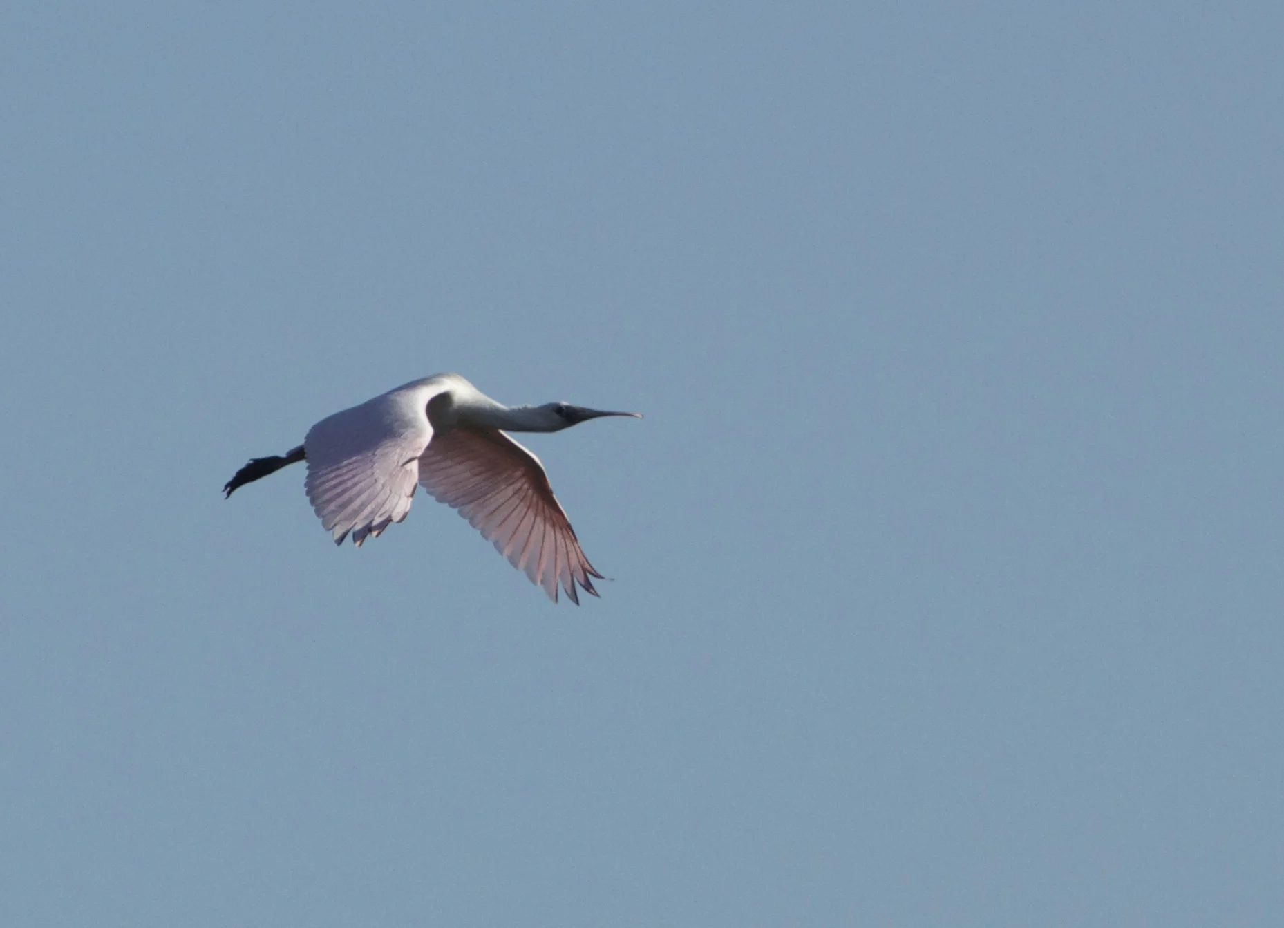 A flash of pink fills the sky!