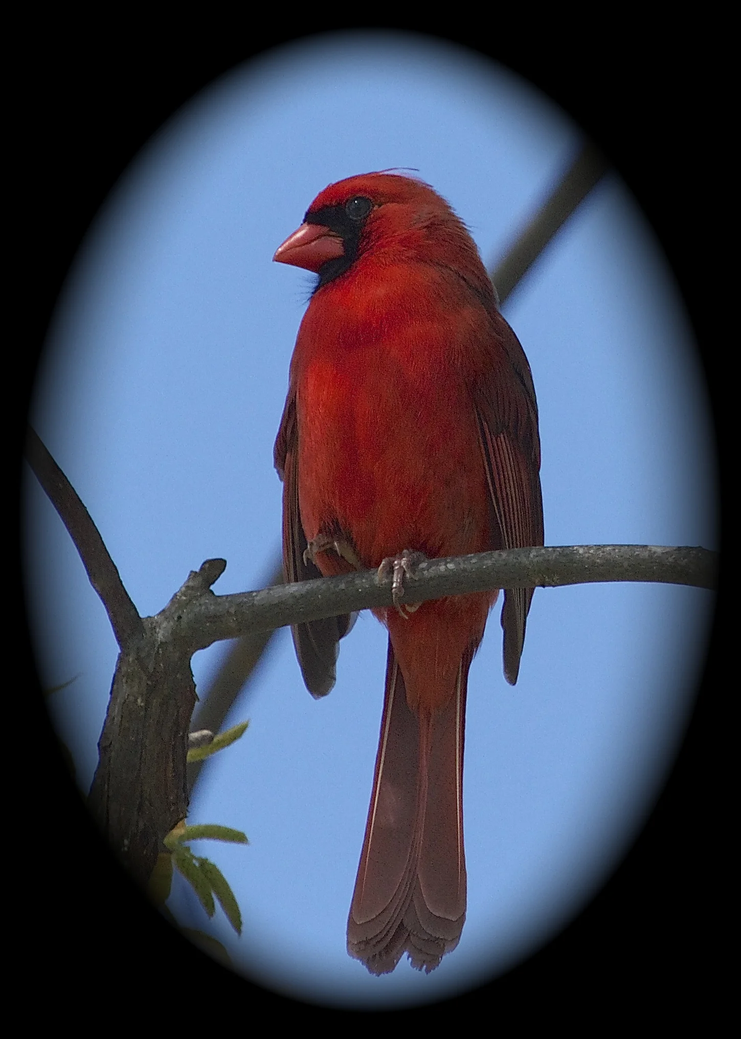 Spring time colors on a Cardinal!