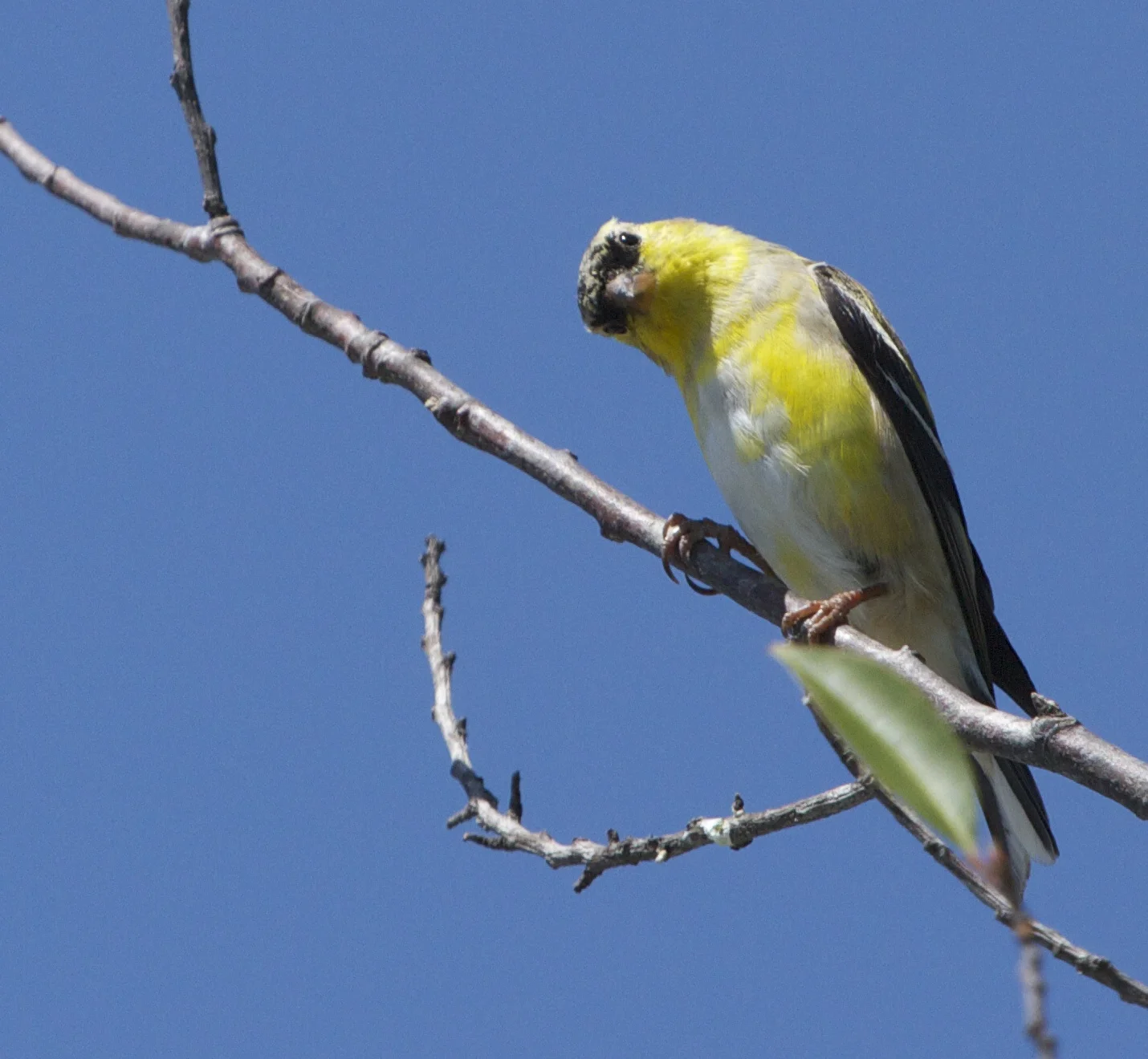 Curious Gold Finch!