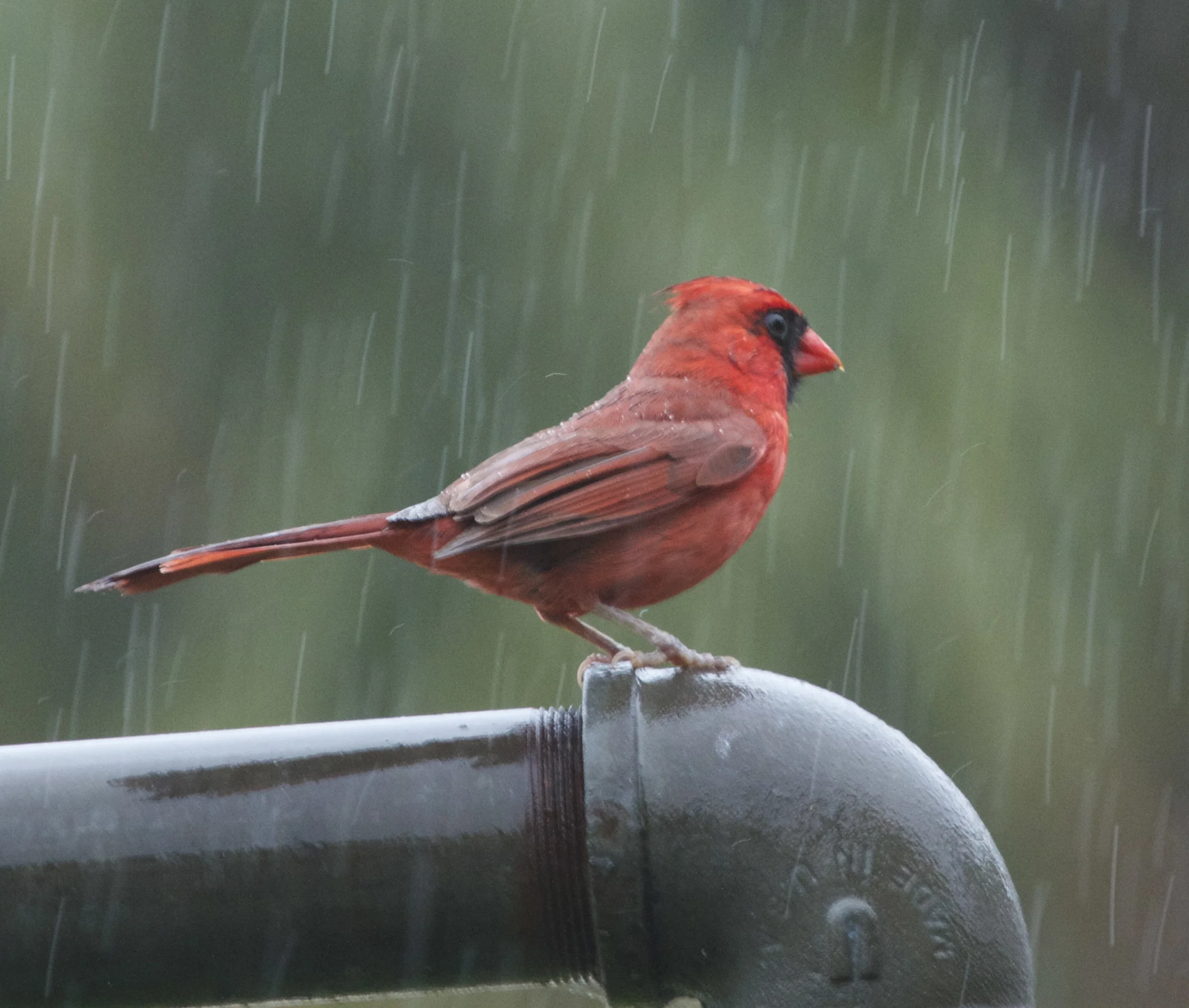 Raindrops are fallin on my head!