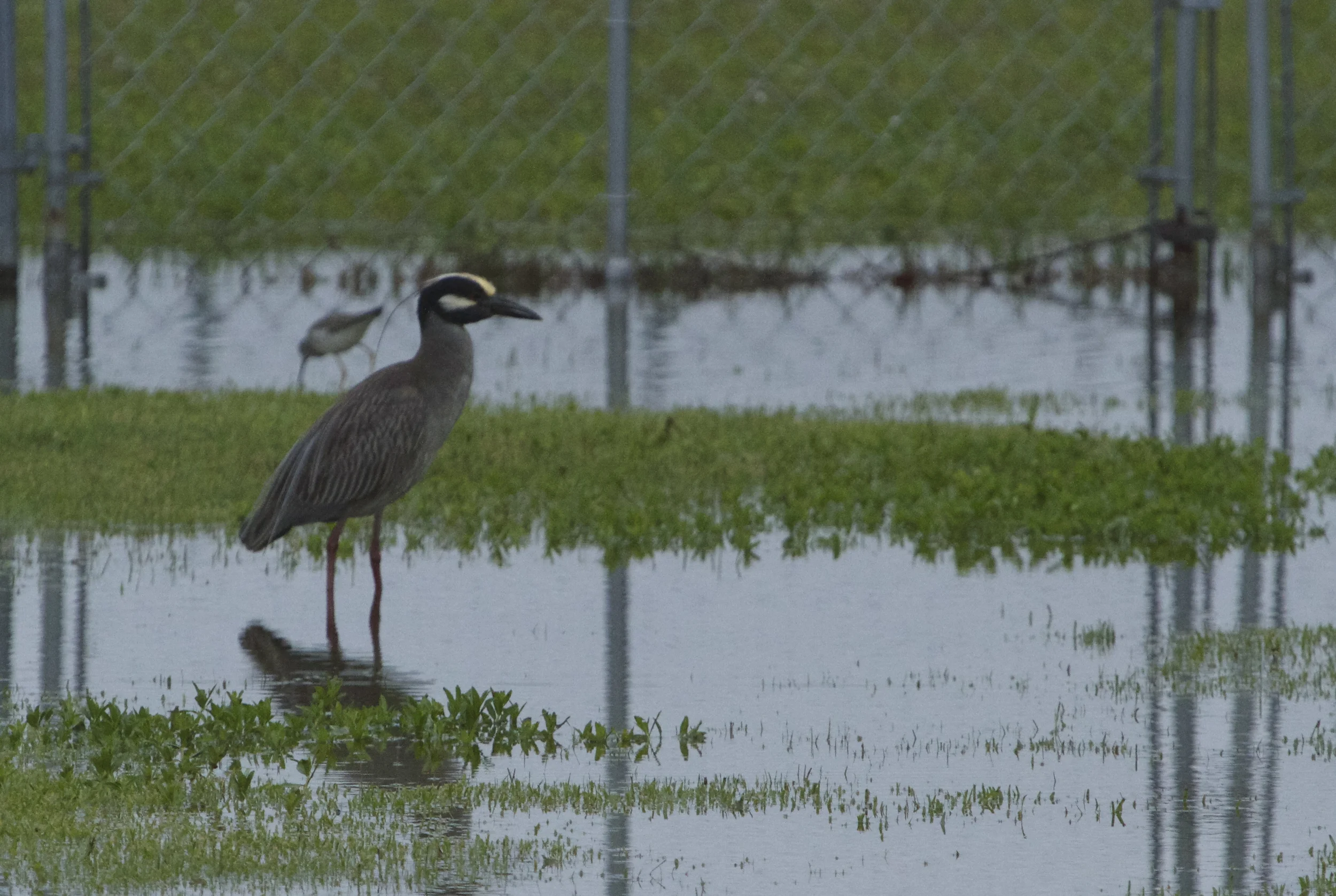 George hunts in rain for tidbits