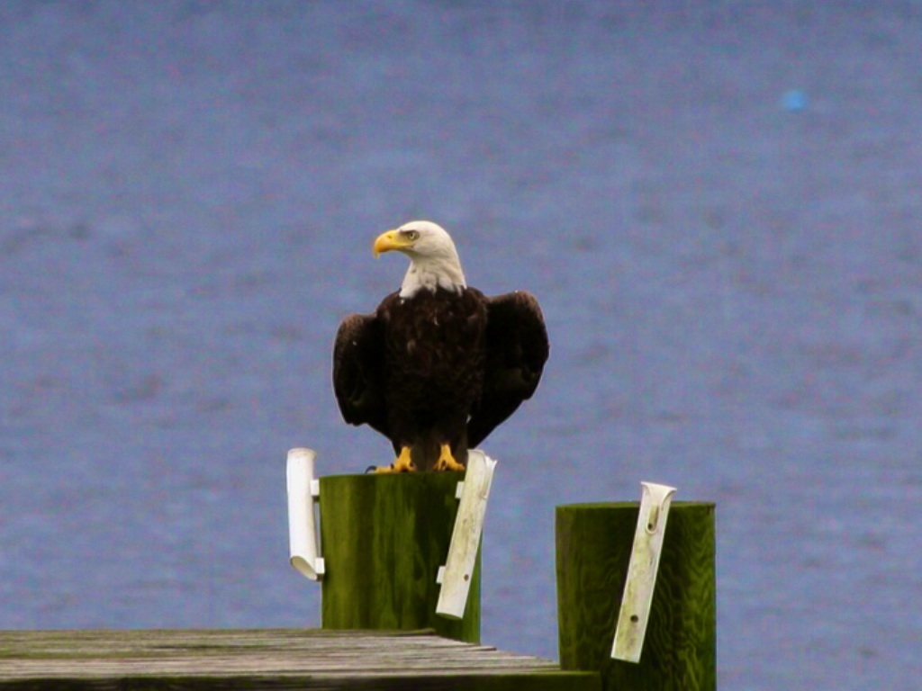 Regal Eagle on the Dock. Taken on the other side of the Broward. Photo courtesy of and by another Photo friend, Donna Yost-Williams with permission.