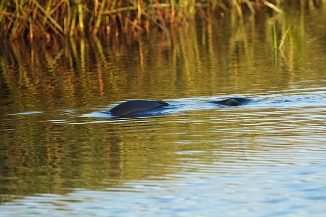 A huge redfish searches for crabs in the rising tide.