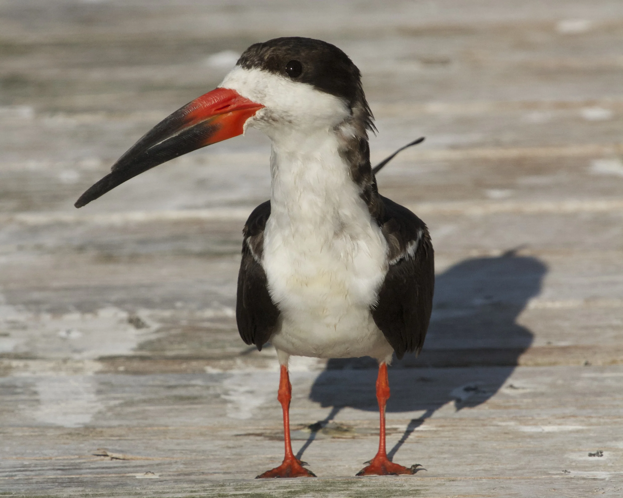 Black Skimmer as curious about us as we are it.