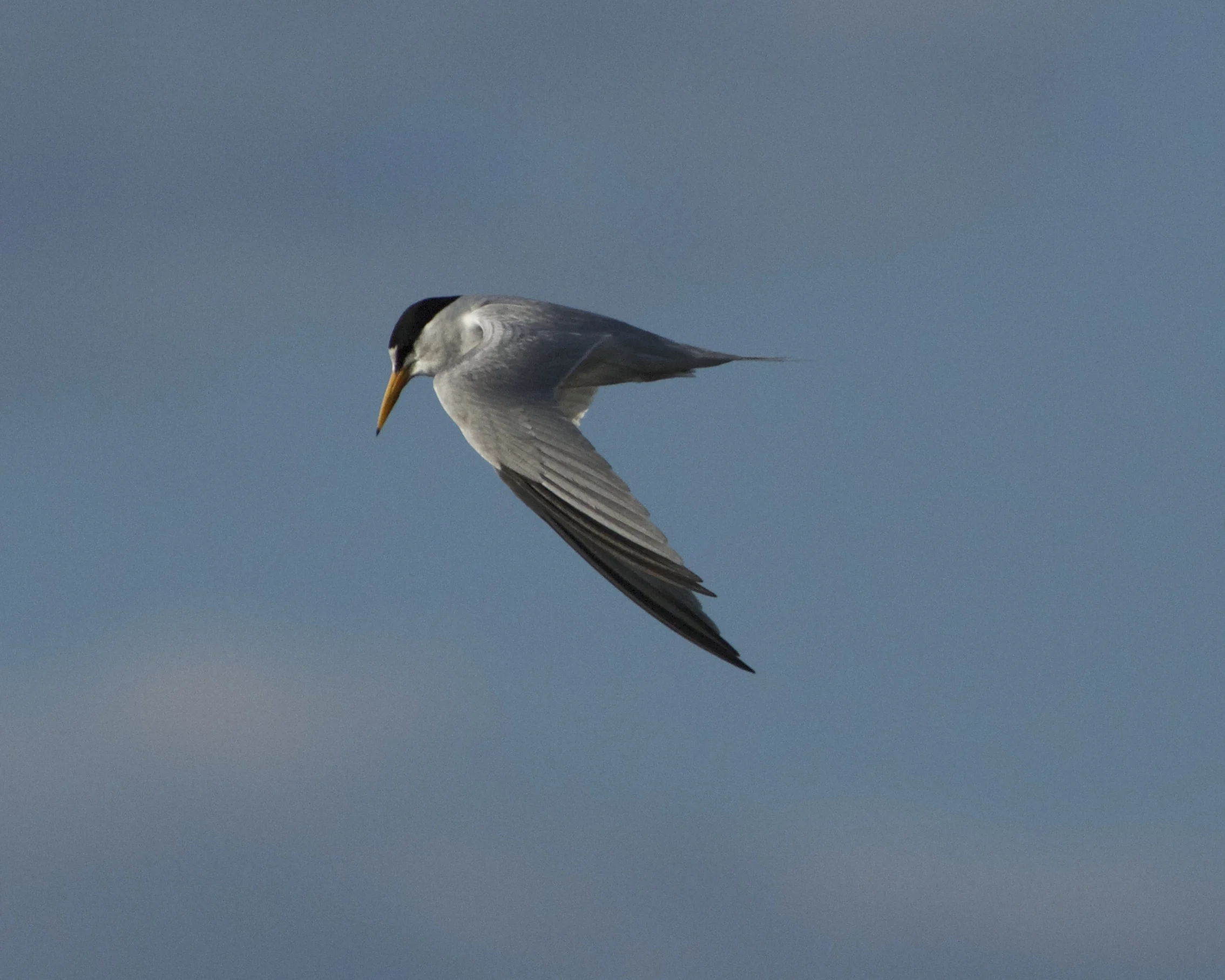 The small Least Tern is identified by the two black primary feathers on the wing.