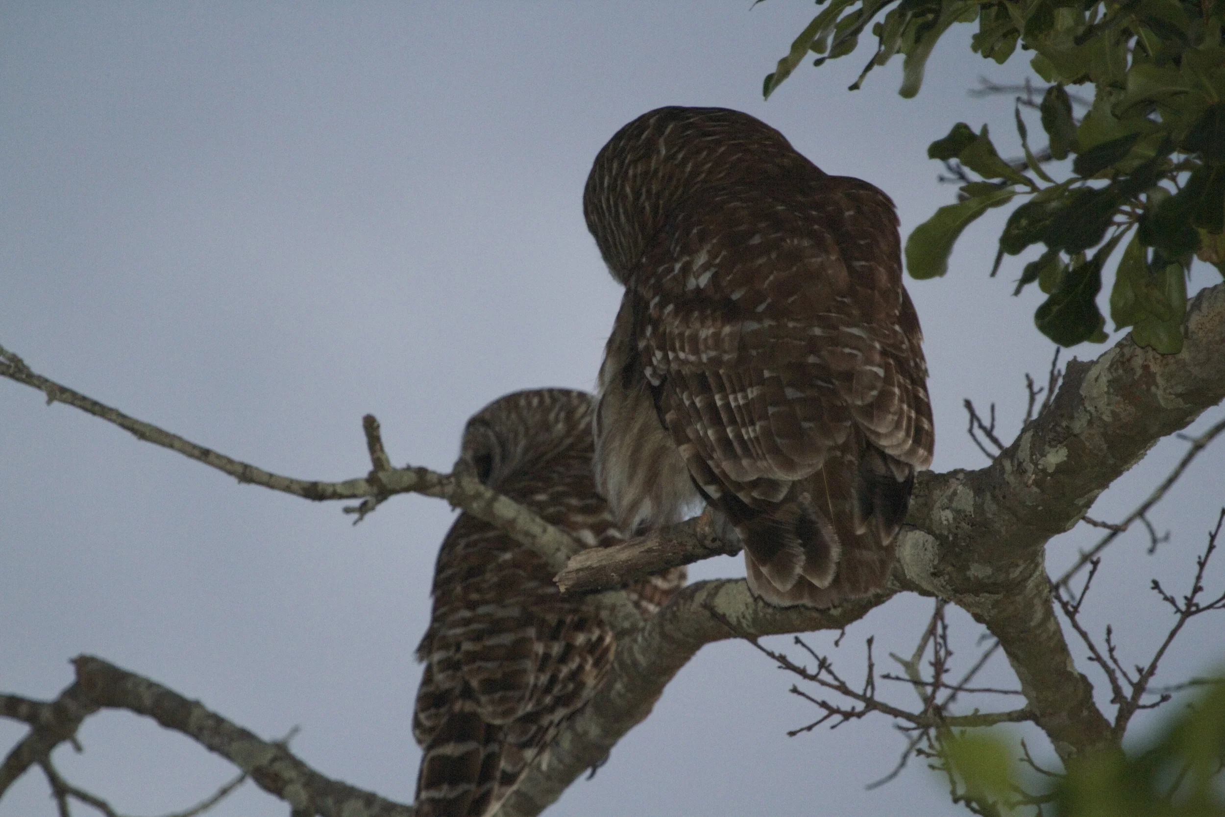 A pair of Barred Owls (Fuzzy and Wuzzy?) at dusk.