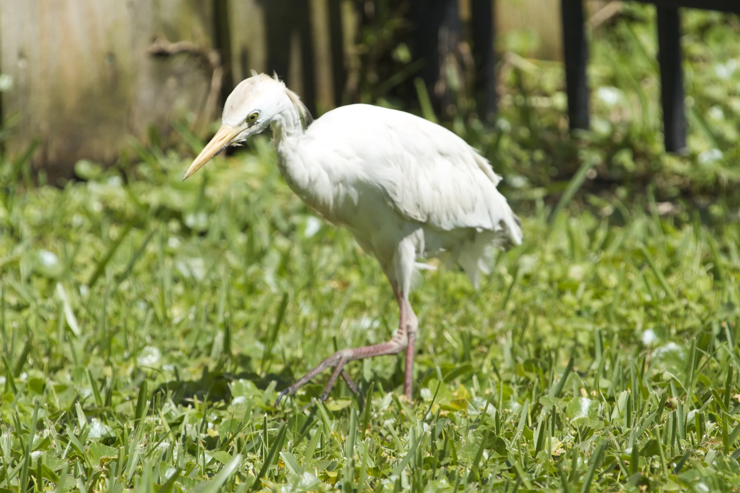 Small Cattle Egret in post breeding plumage walks up to me in our yard.
