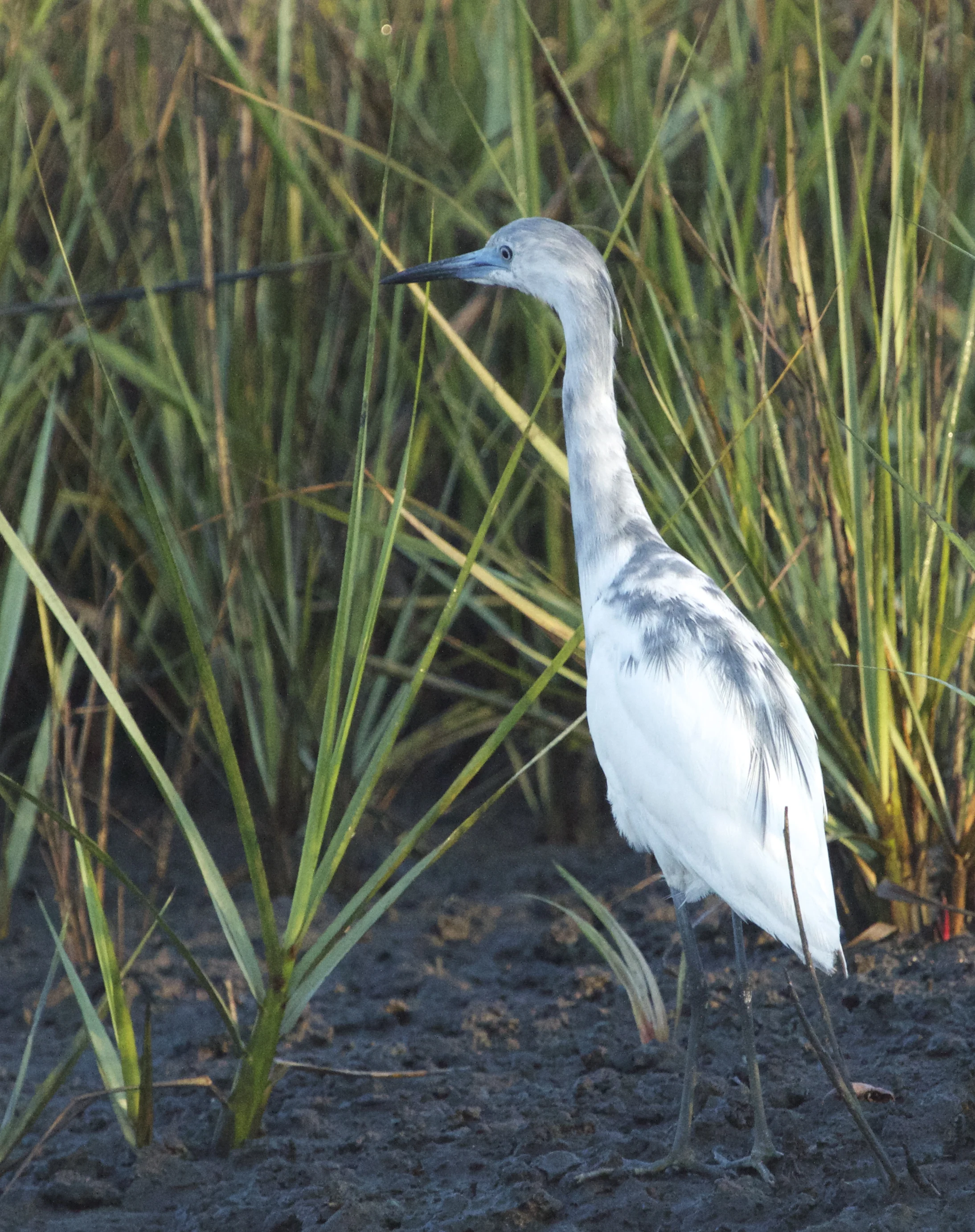 Juvenile Little Blue Heron, born all white at birth, it becomes spotted with blue and finally all blue with maroon head feathers.