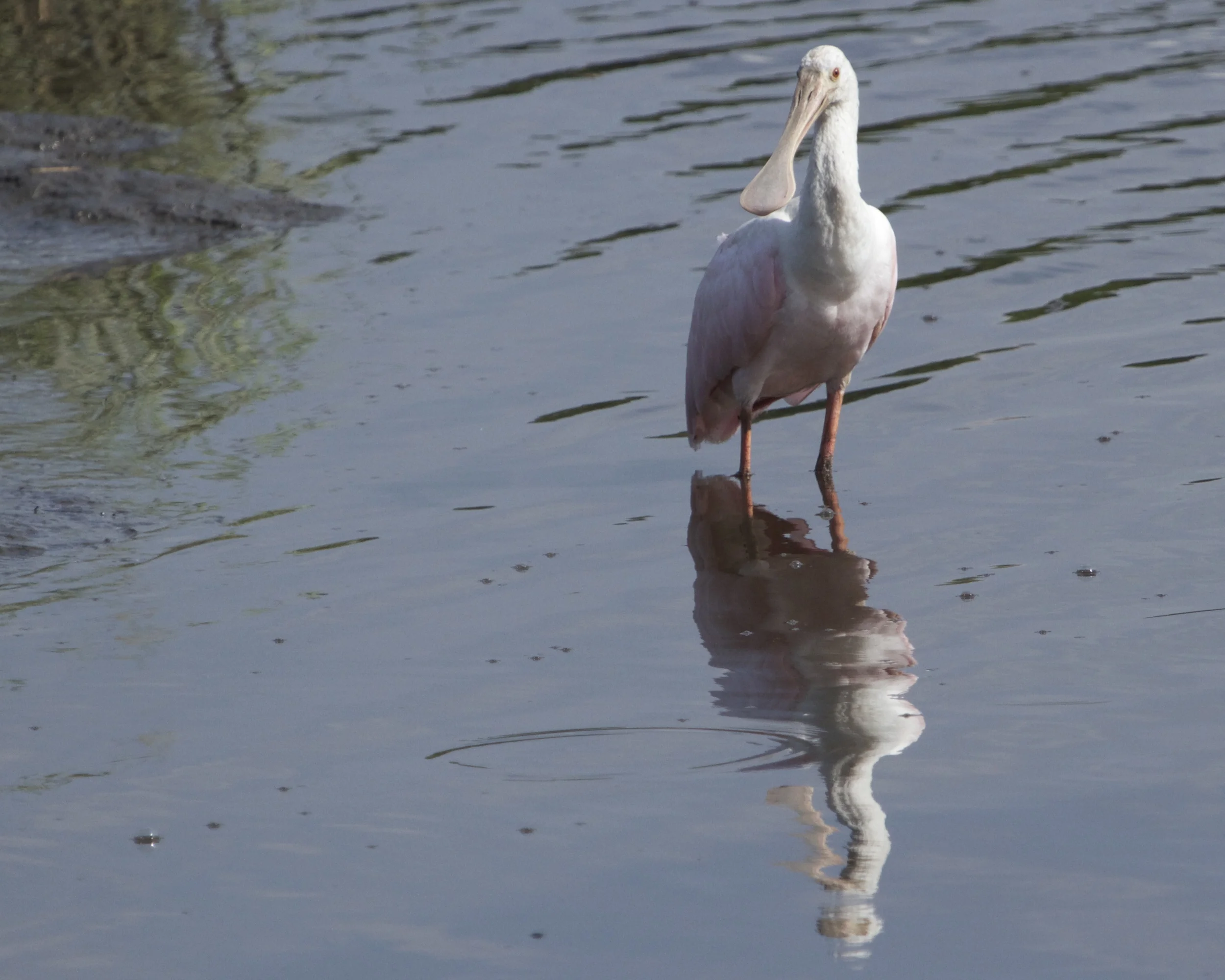 Young Roseate Spoonbill reflects on the Broward.