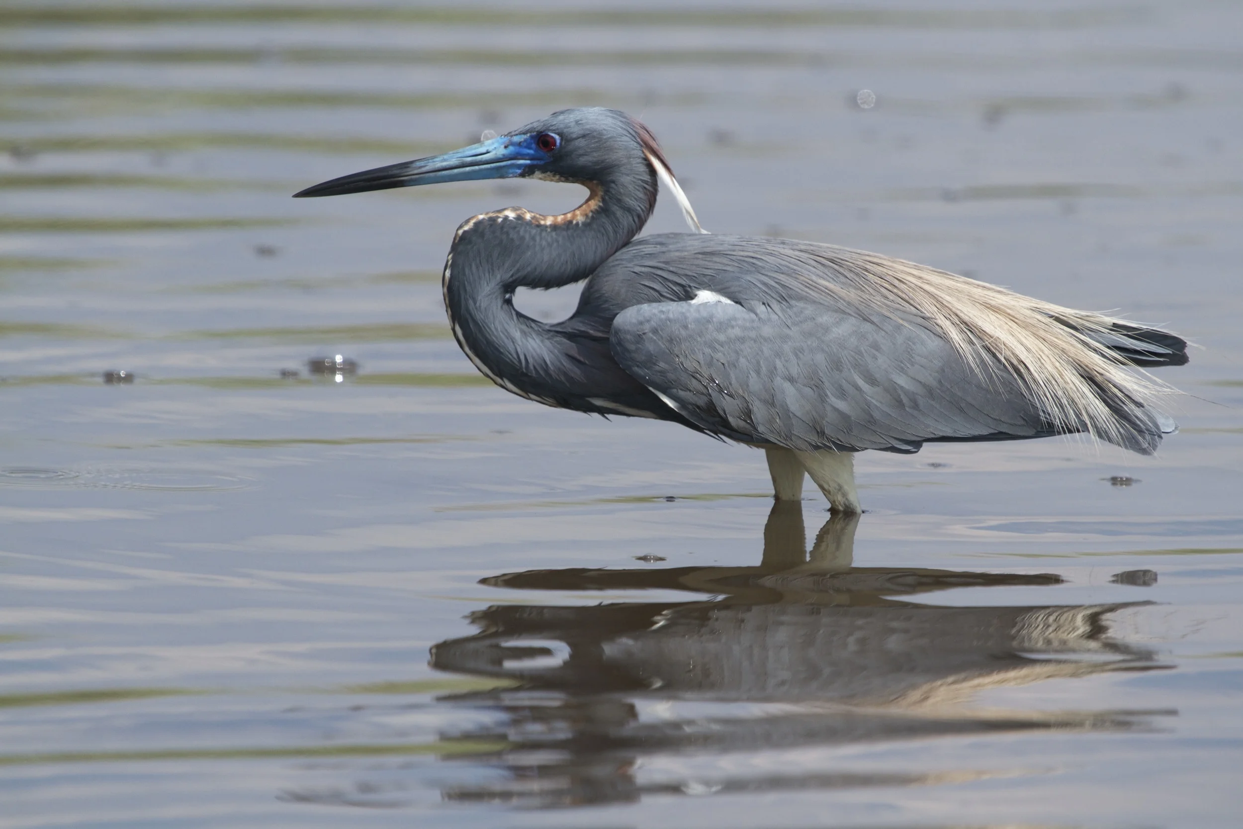 TriColored Heron in breeding colors watches and waits.