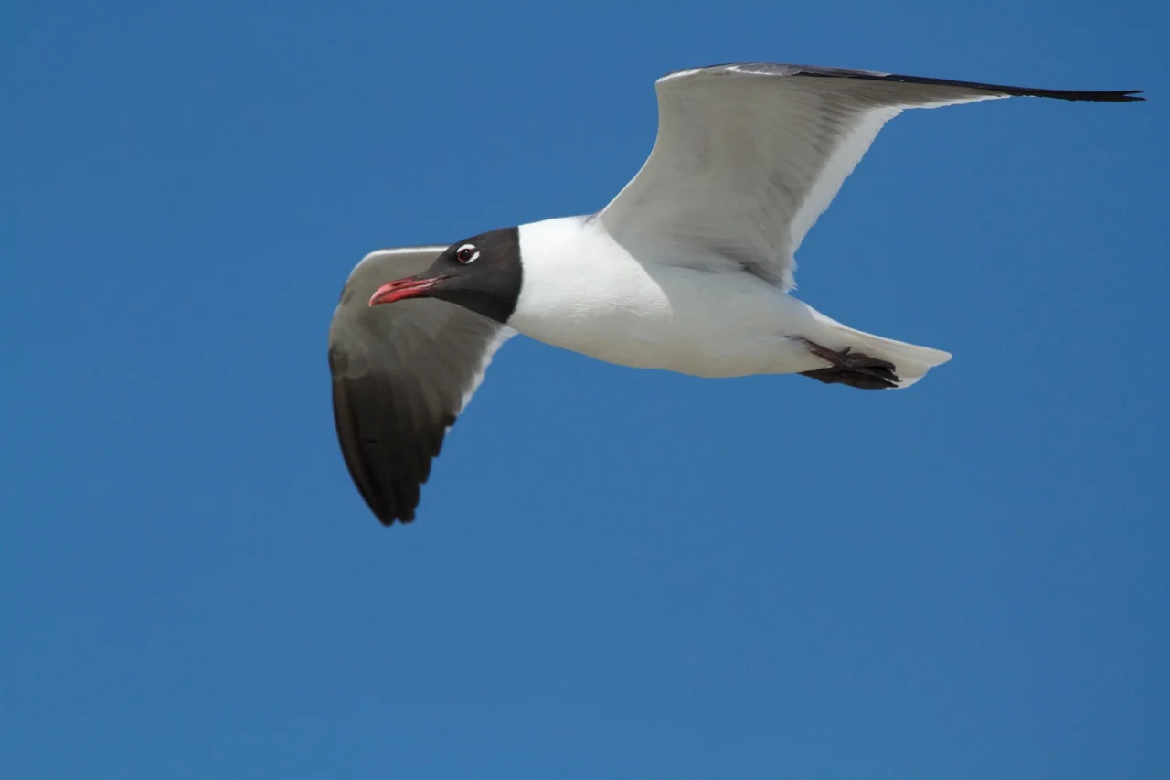 Laughing Gull hovers over the dunes protecting the nest from predators.