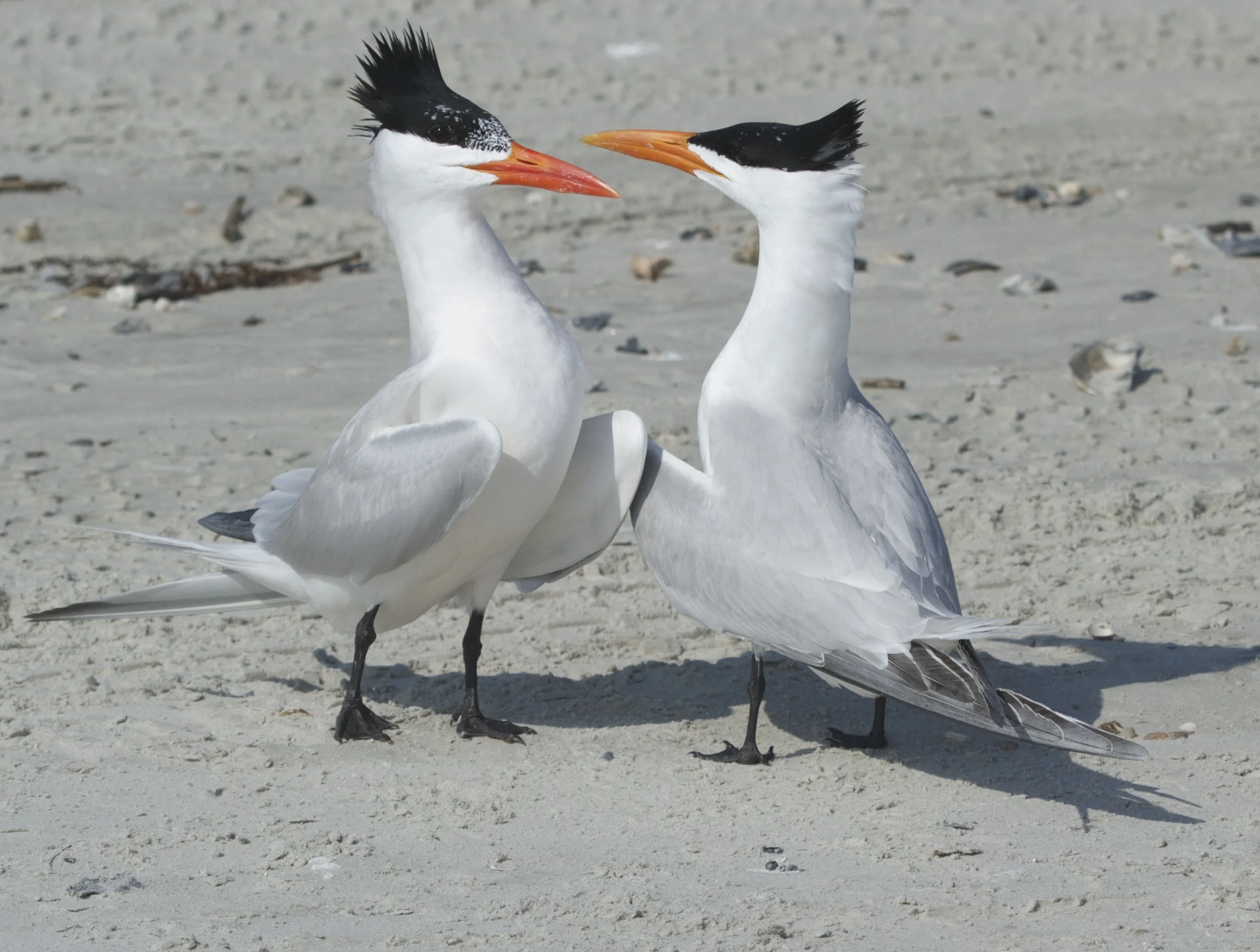 A pair of courting Royal Terns eye each other up! Wanna dance cutie?