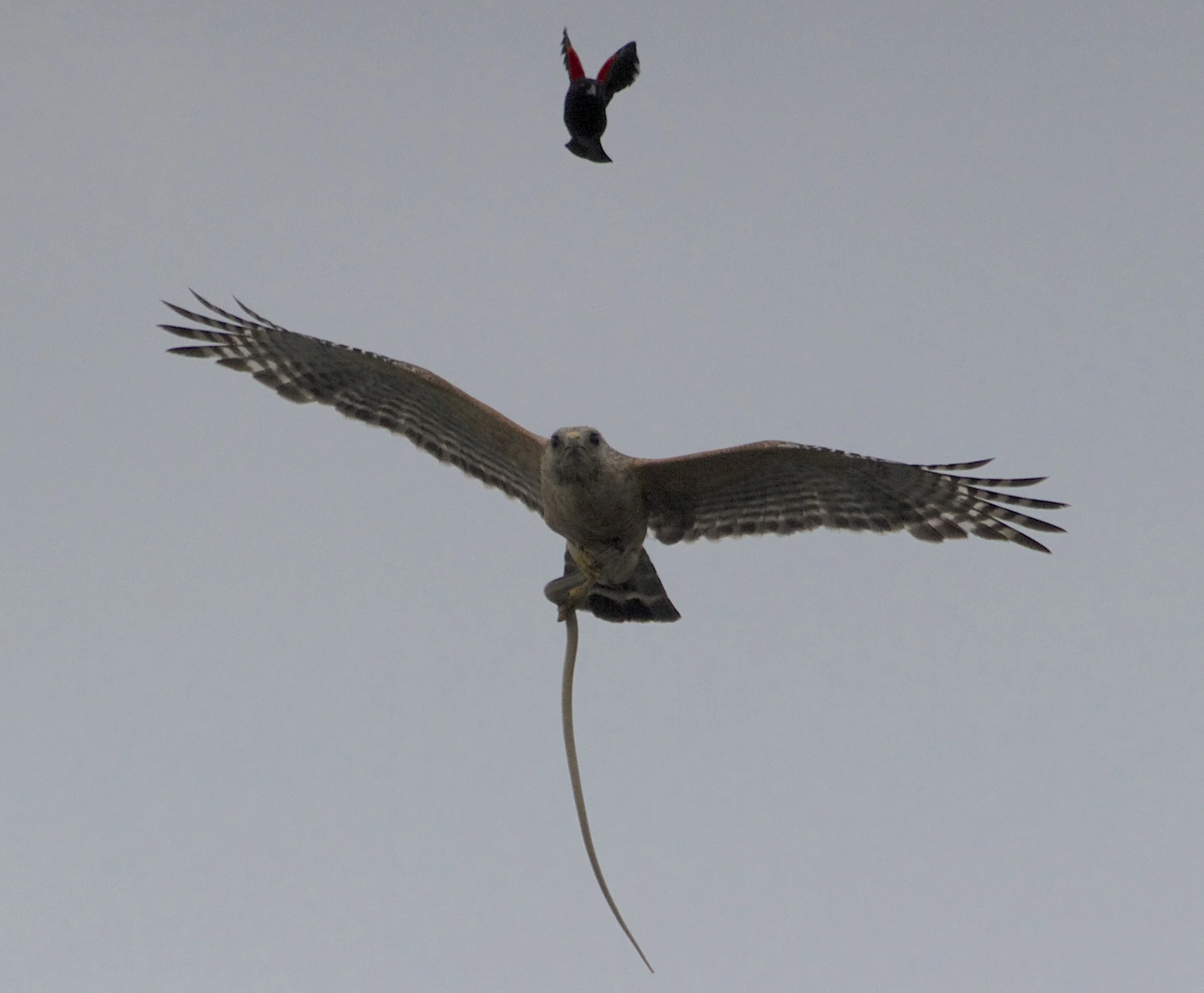 Red Shouldered Hawk - 3 . Snakes - 0