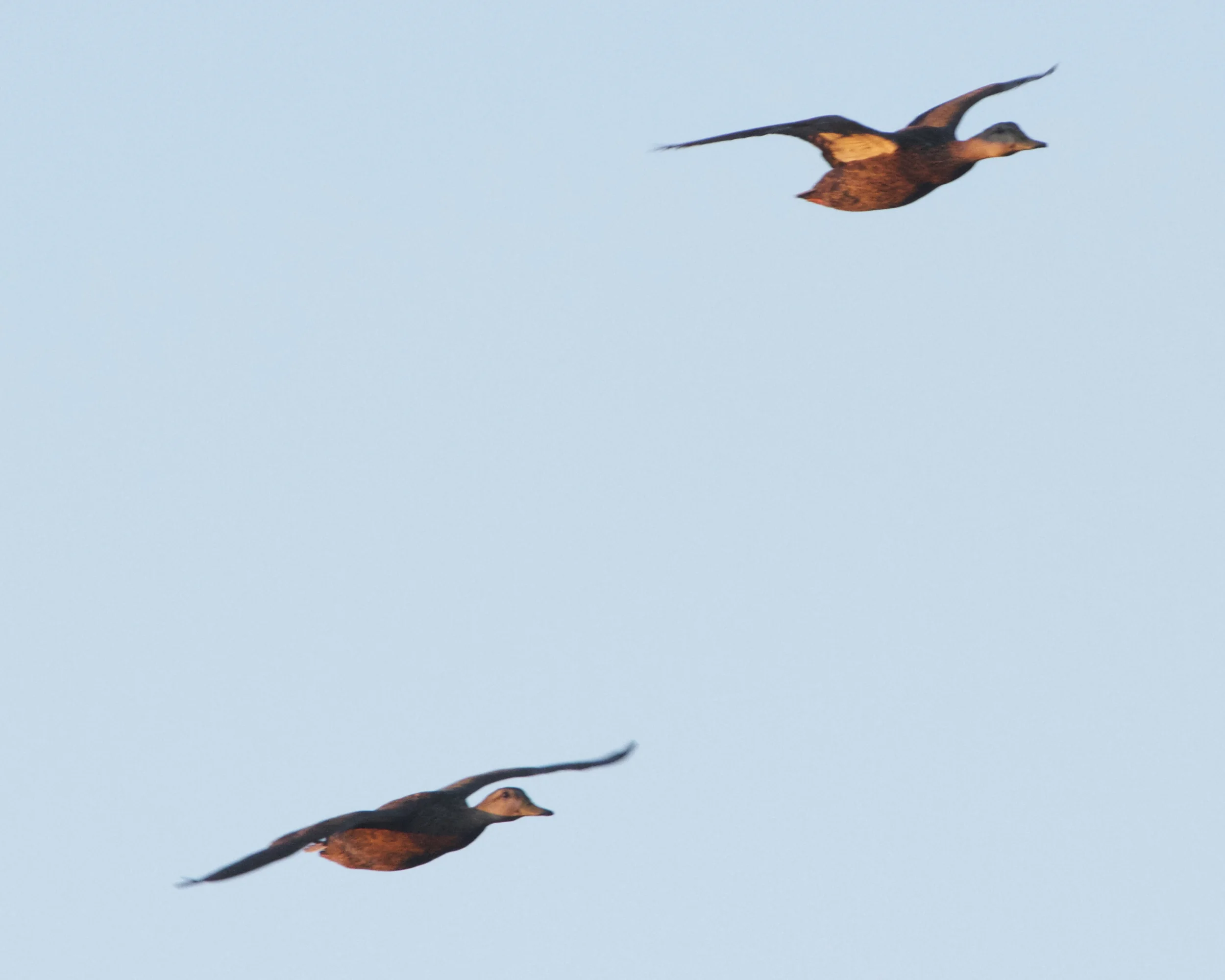 A pair of mallards greet the morning.