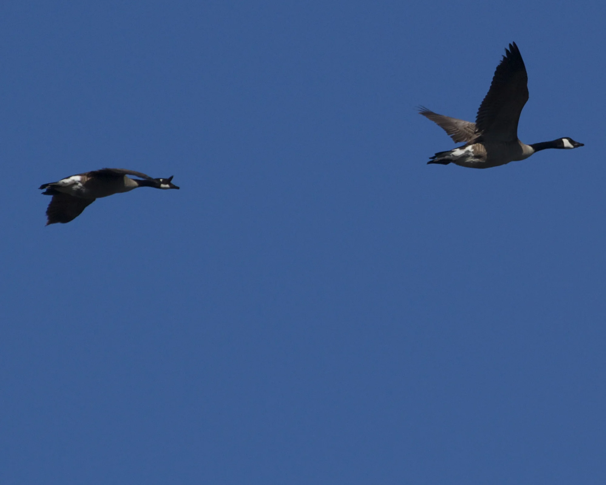 A pair of Canada Geese head for Goose Pond.