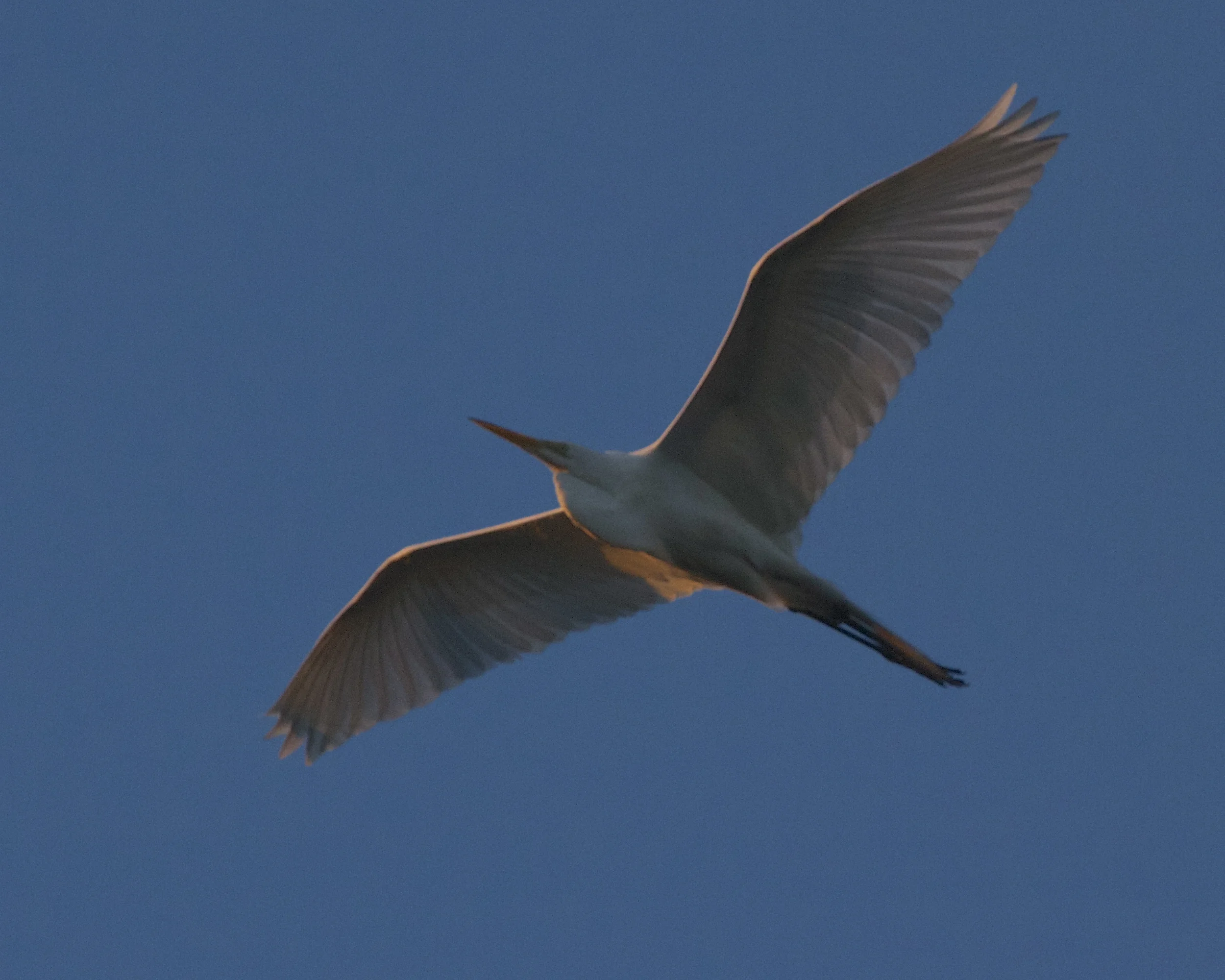 A Great Egrest soars overhead with broad beutiful wings