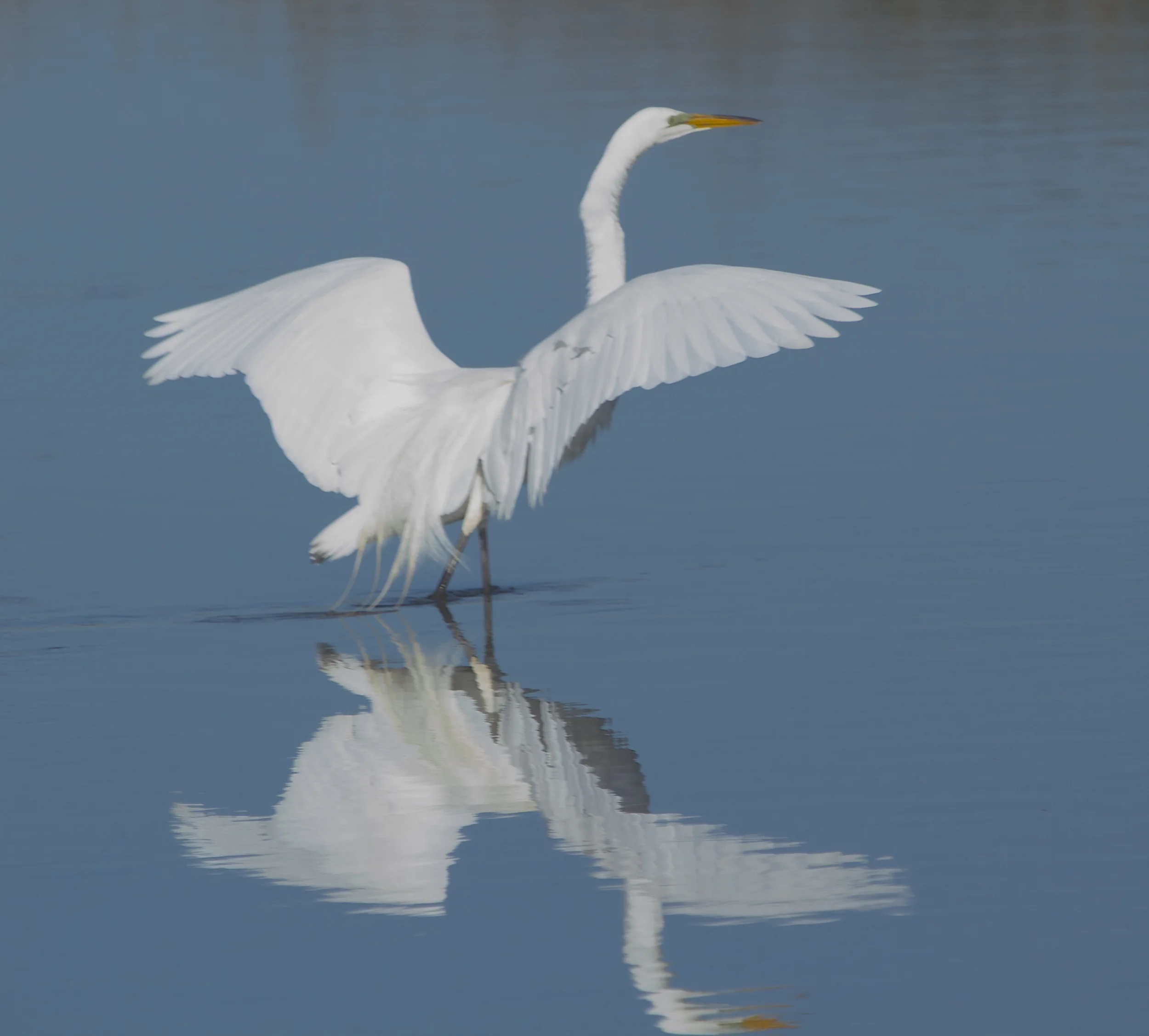 The Egret is still showing breeding colors as the broad wings reflect in the Broward.