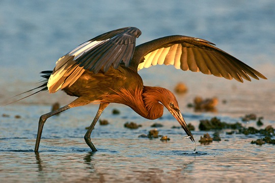 The Estocada of the younger Egreto. Photo by and courtesy of Mr. Jack Rogers. His work is amazing!