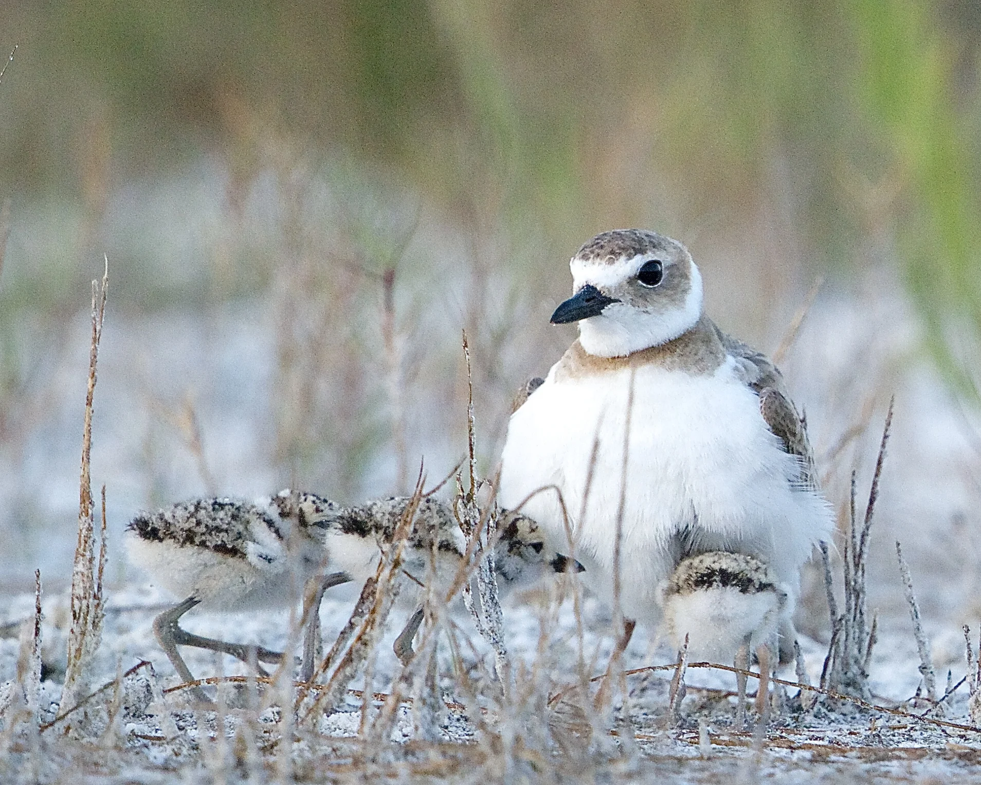 Three young hatchlings of a Wilson's plover take cover under the mother's wings.
