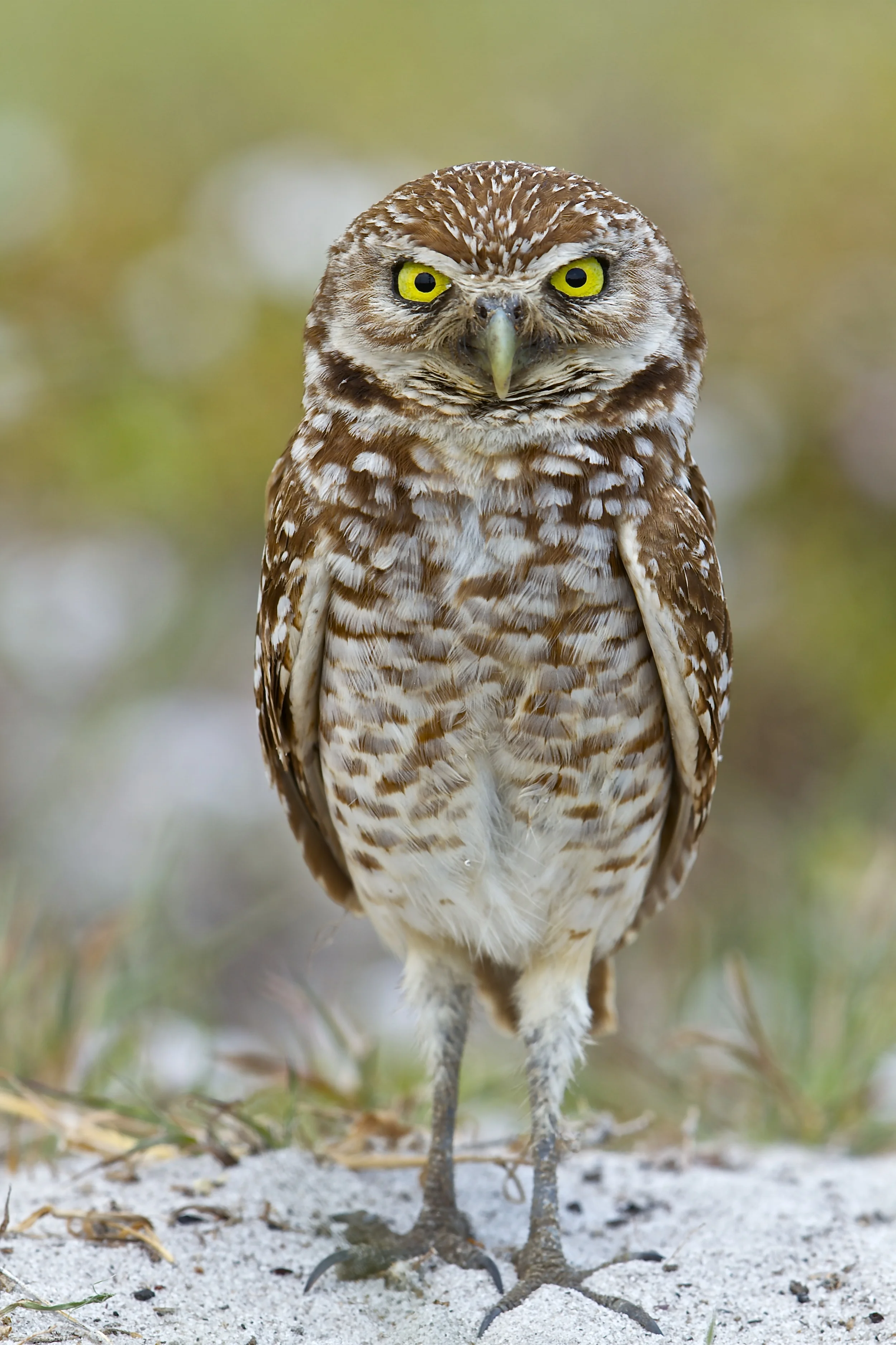Oh my goodness. I am so sorry I didn't notice you standing there with that stupid camera!