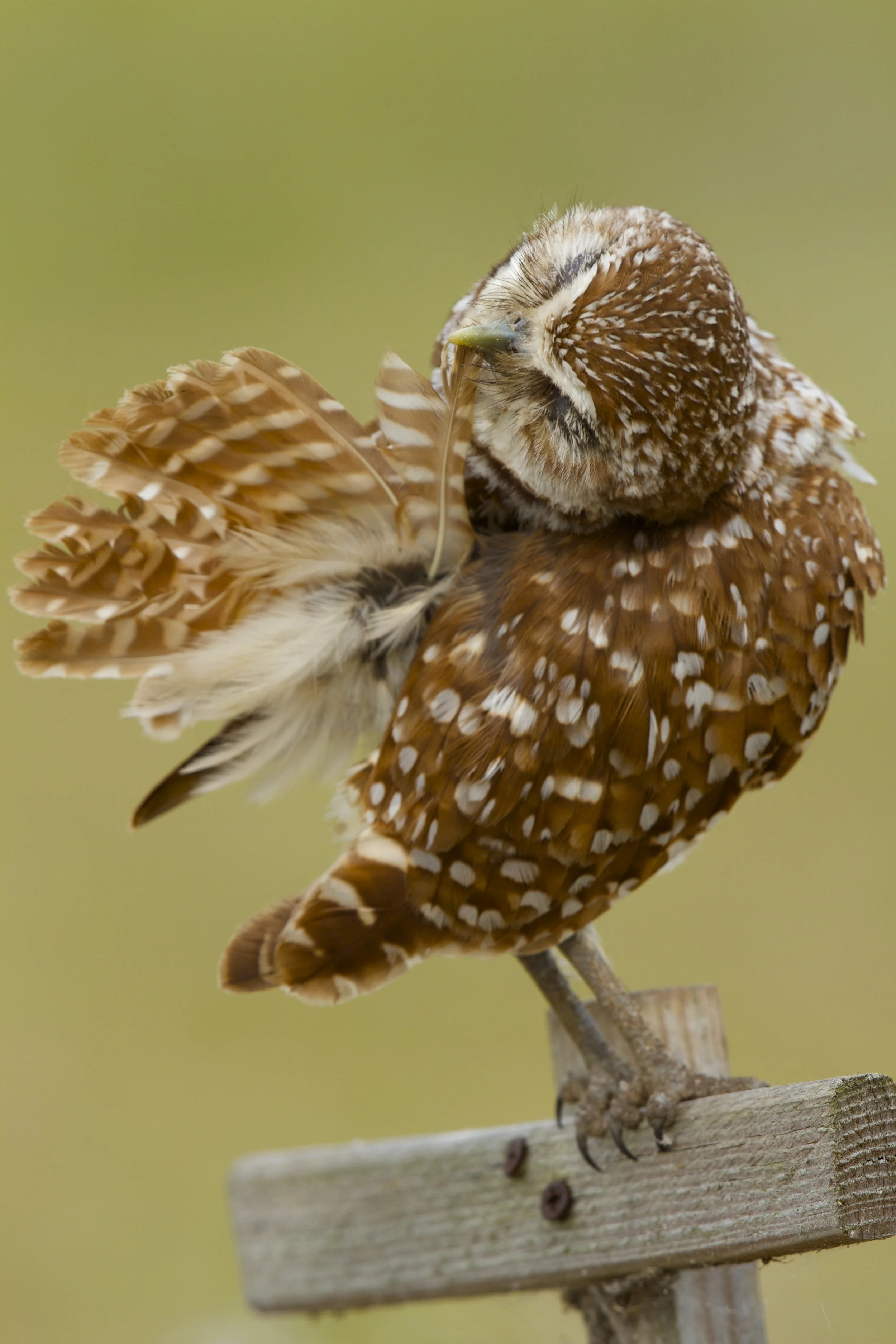 Can't a bird do her feathers in peace!