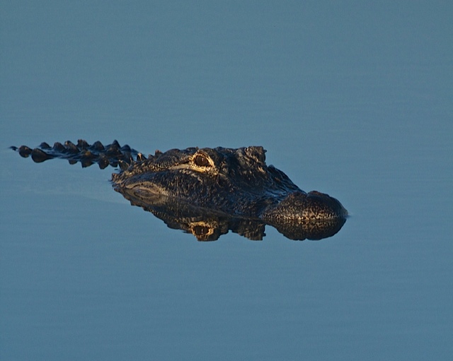 An Alligator glides along the pond looking for something, hopefully not me!