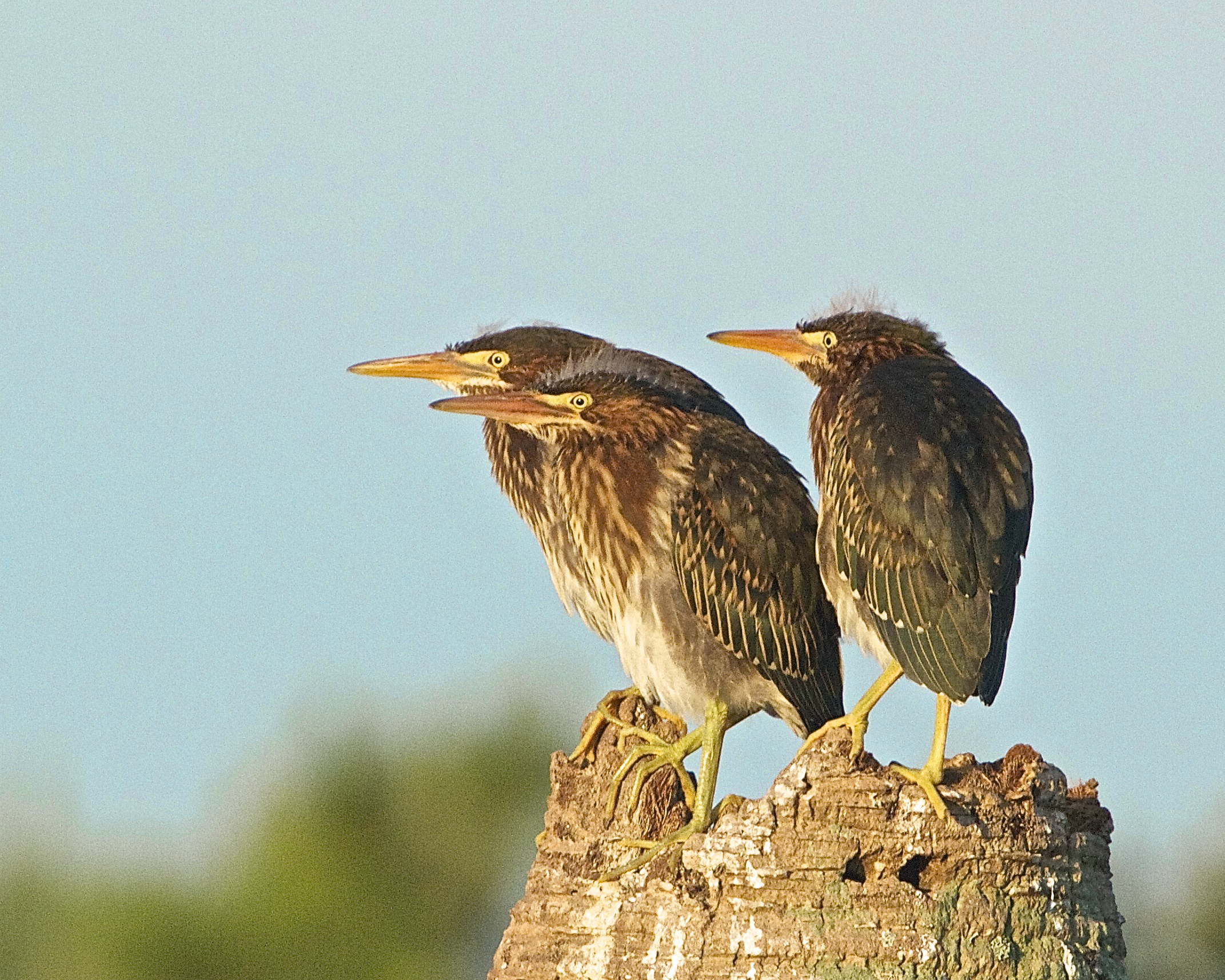 Three fledgling Green Herons ponder the new day.