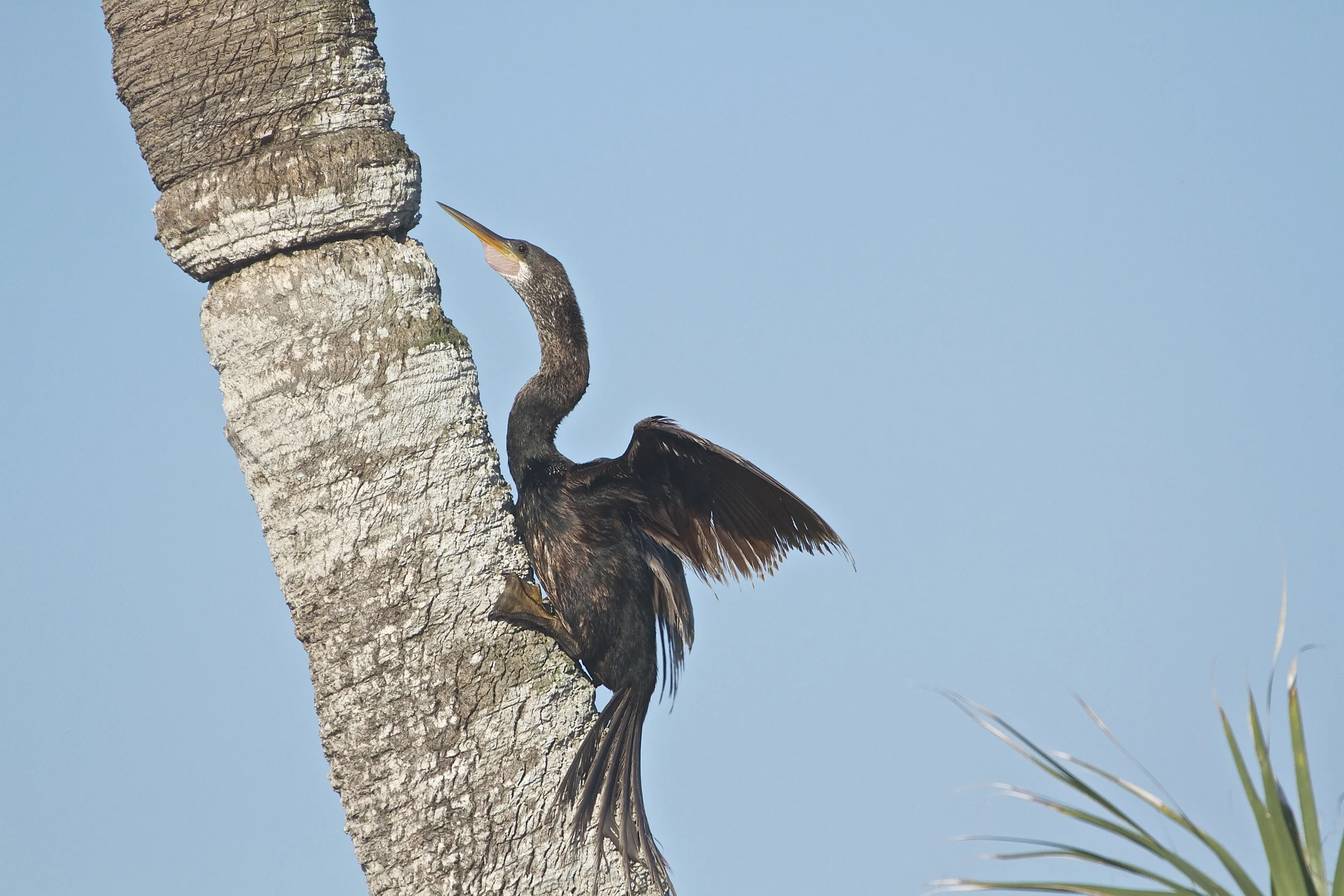 A male Anhinga climbs up a palm trunk to warm in the morning sun.