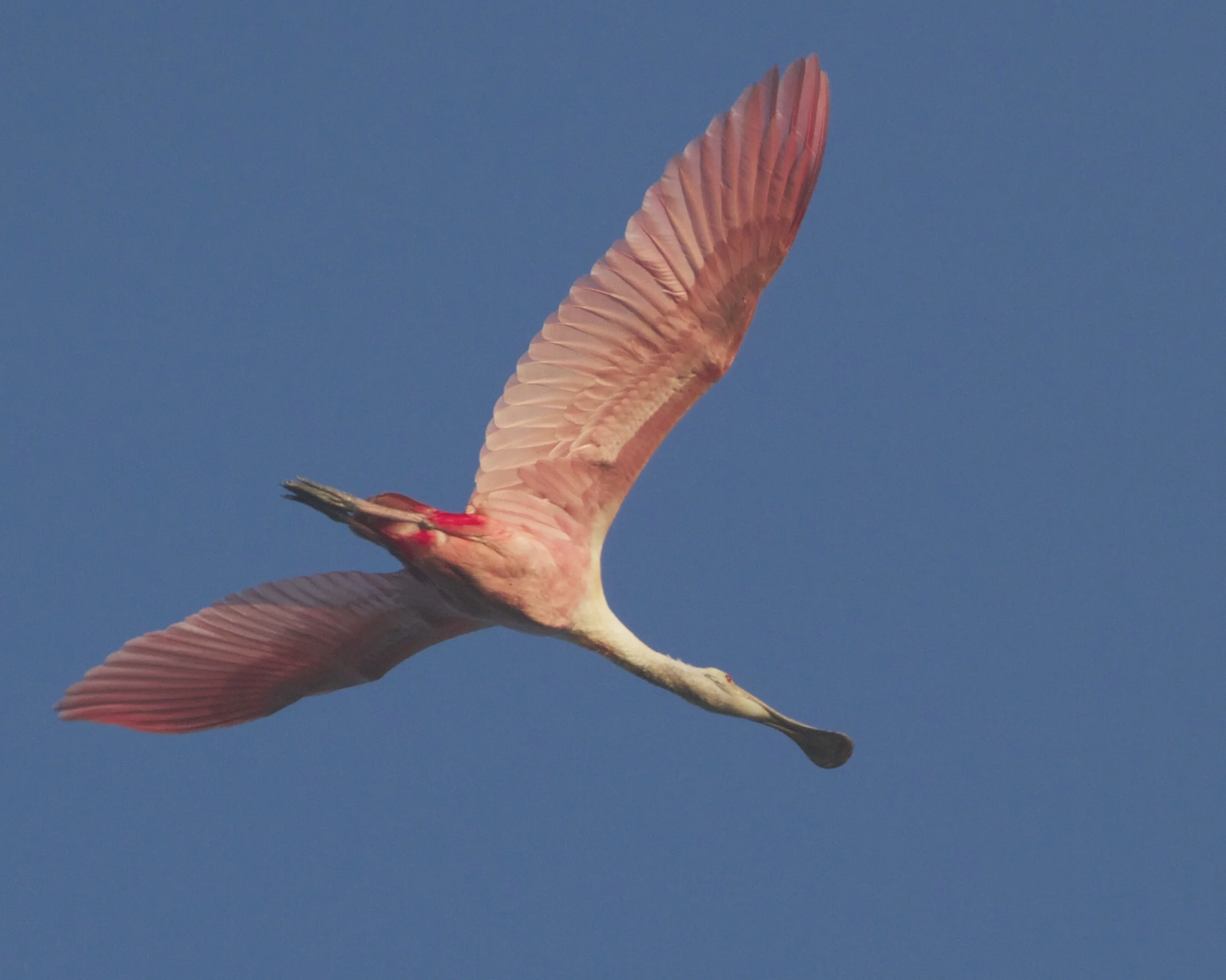 Broad Pink wings of the Roseate Spoonbill soar overhead.