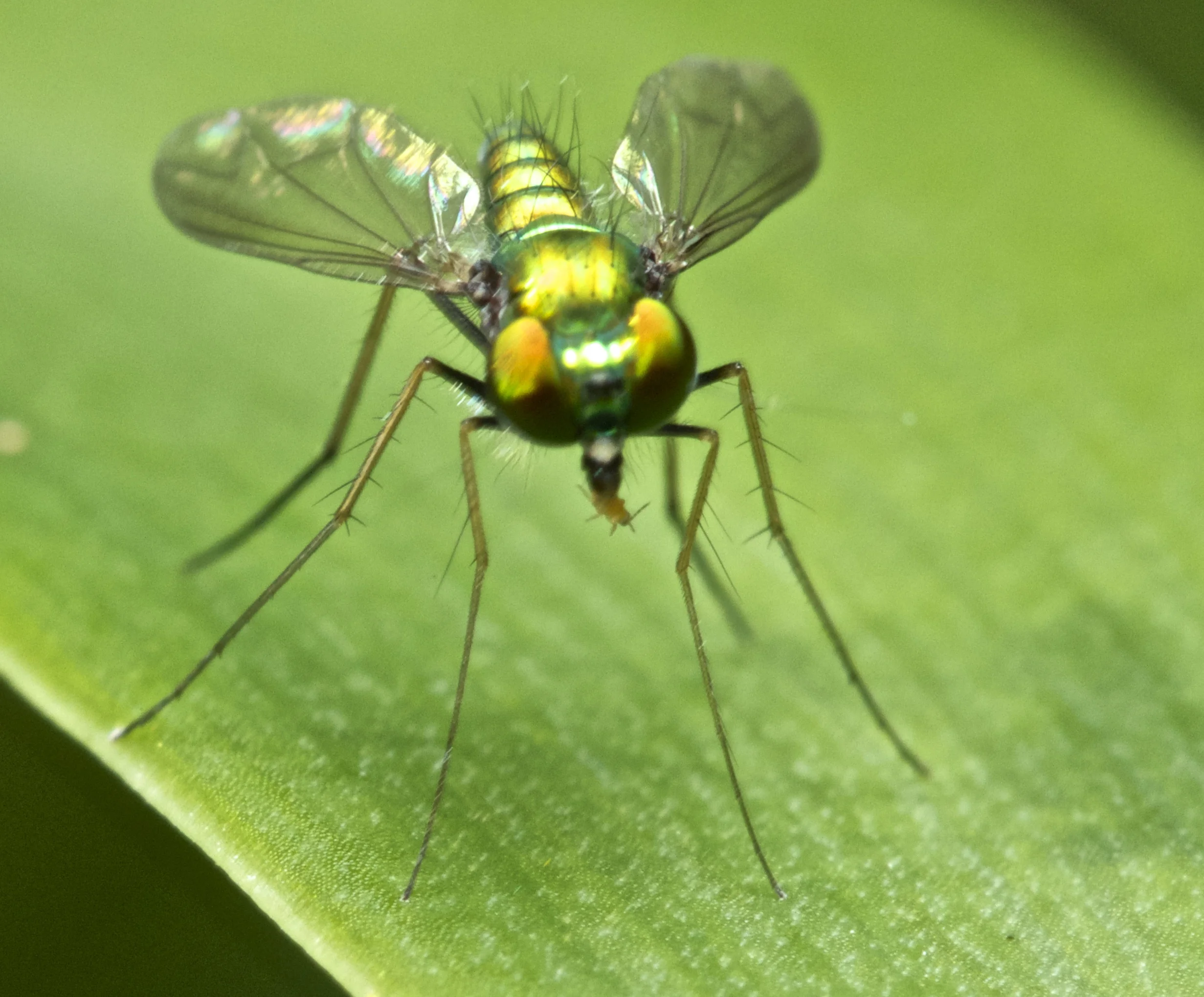 A green fly enjoys a little breakfast tidbit of an aphid.