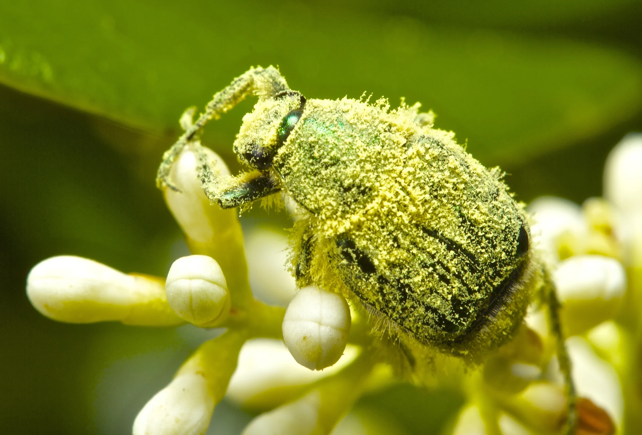 A pollin encrusted beetle or June Bug.