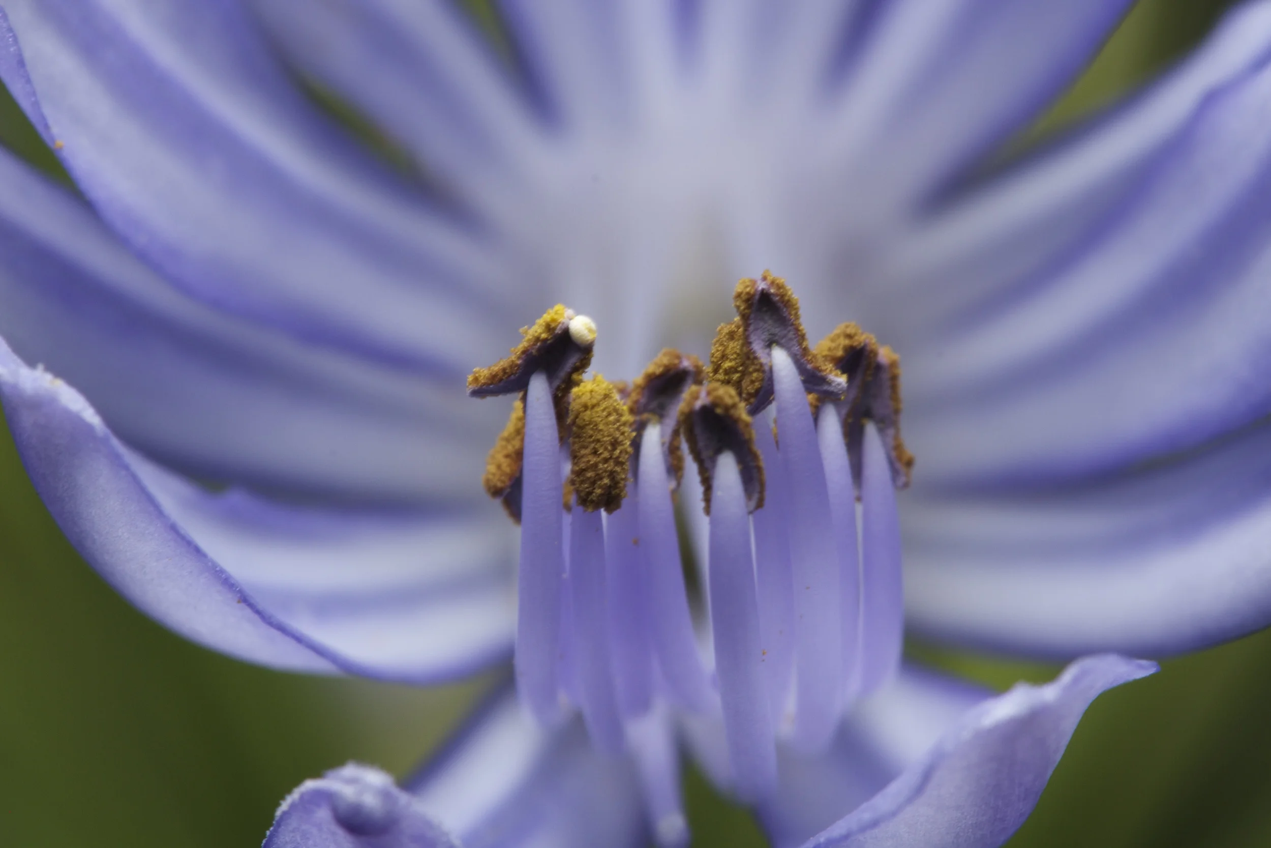 Each little flower that opens...