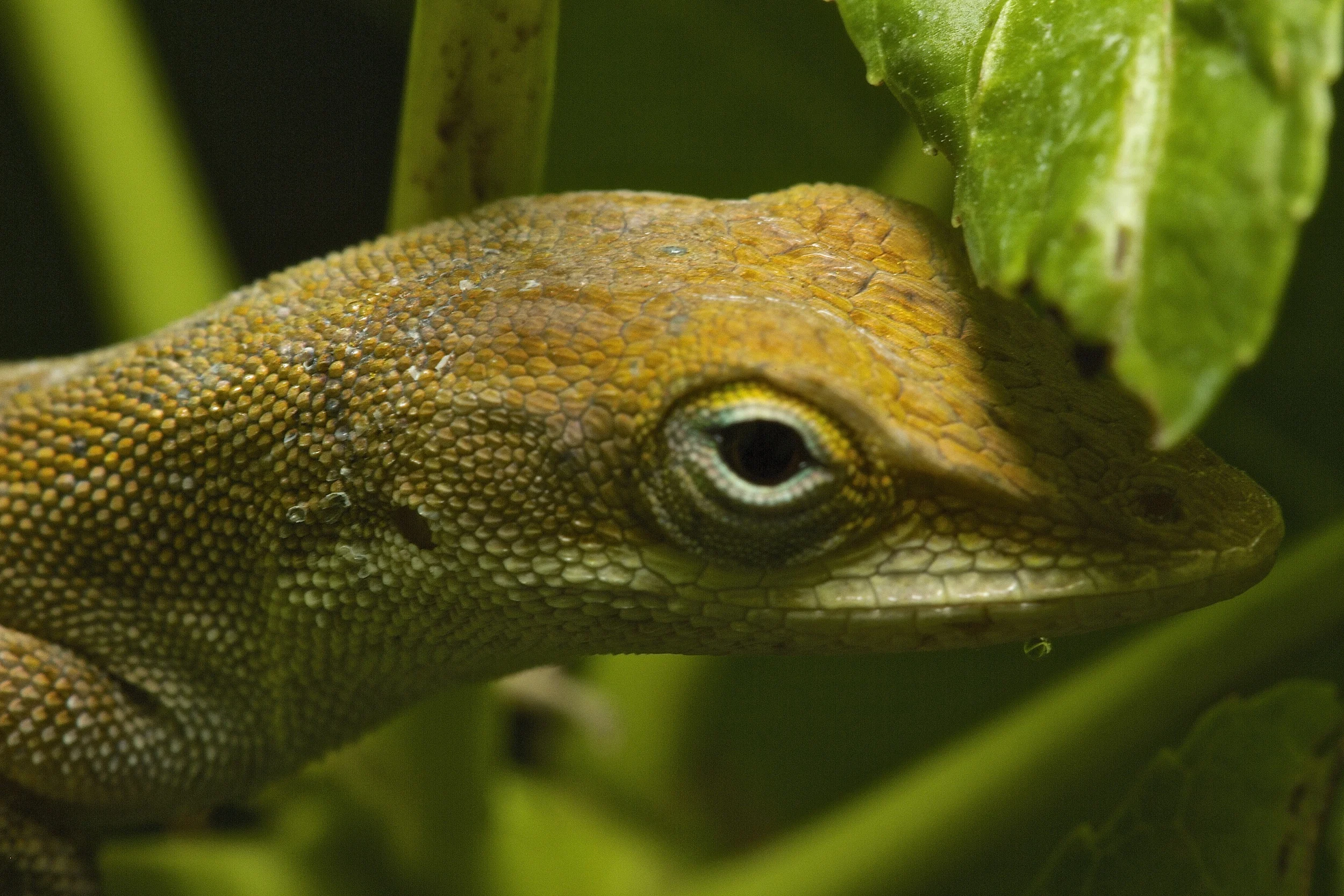 Can you find the lizard's tear? It is sorry to see you go, till next time...be blessed.