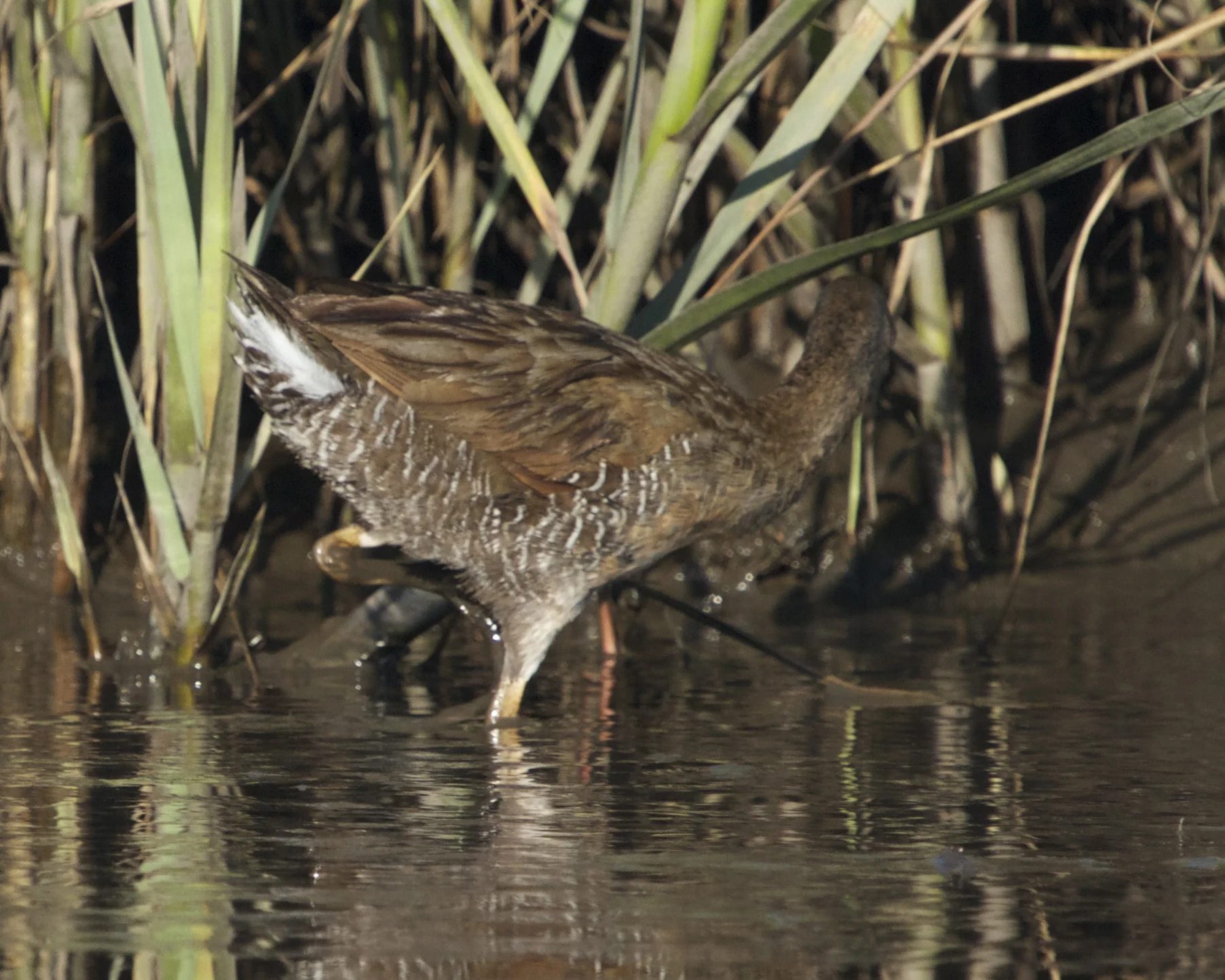 Johnse you fiendish fowl, are you hiding in there somewhere?