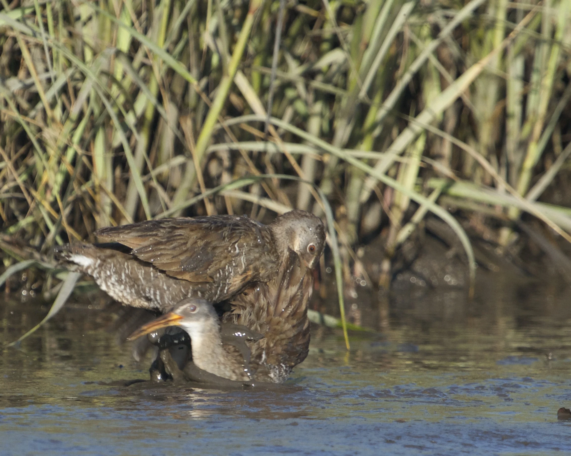 A former Broward mud wrestling champ, Bud does a reverse move and pecks Johnse in the rear.