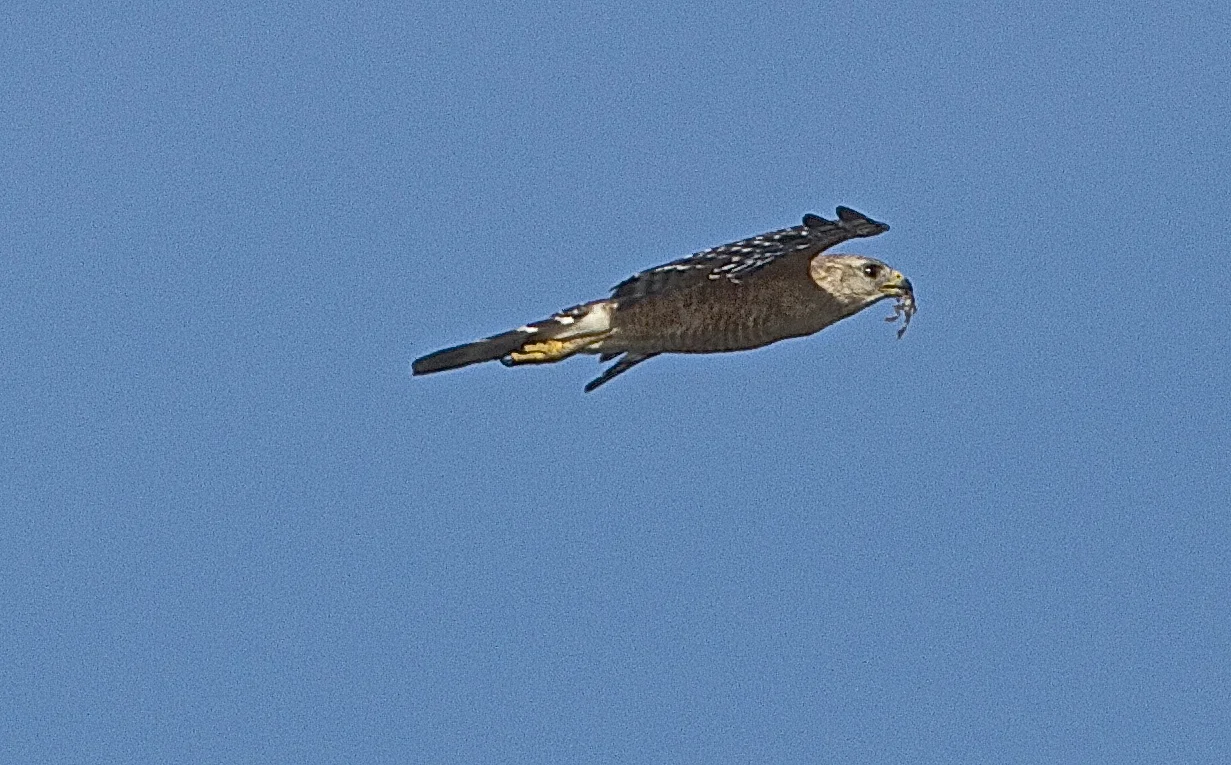 The Hawk says nothing, He has a "Frog" in his throat! (literally) 