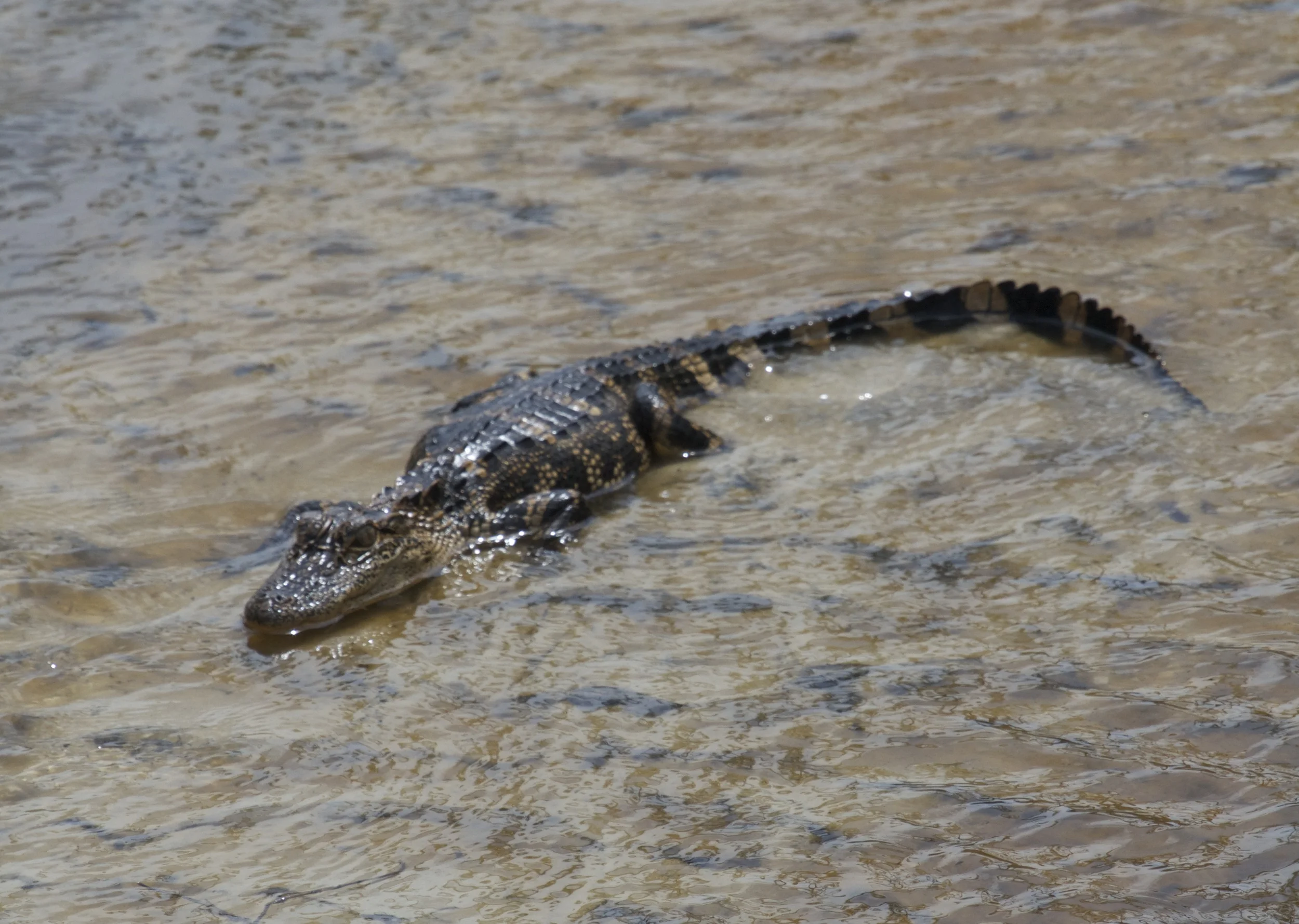 Baby Gator in the creek.