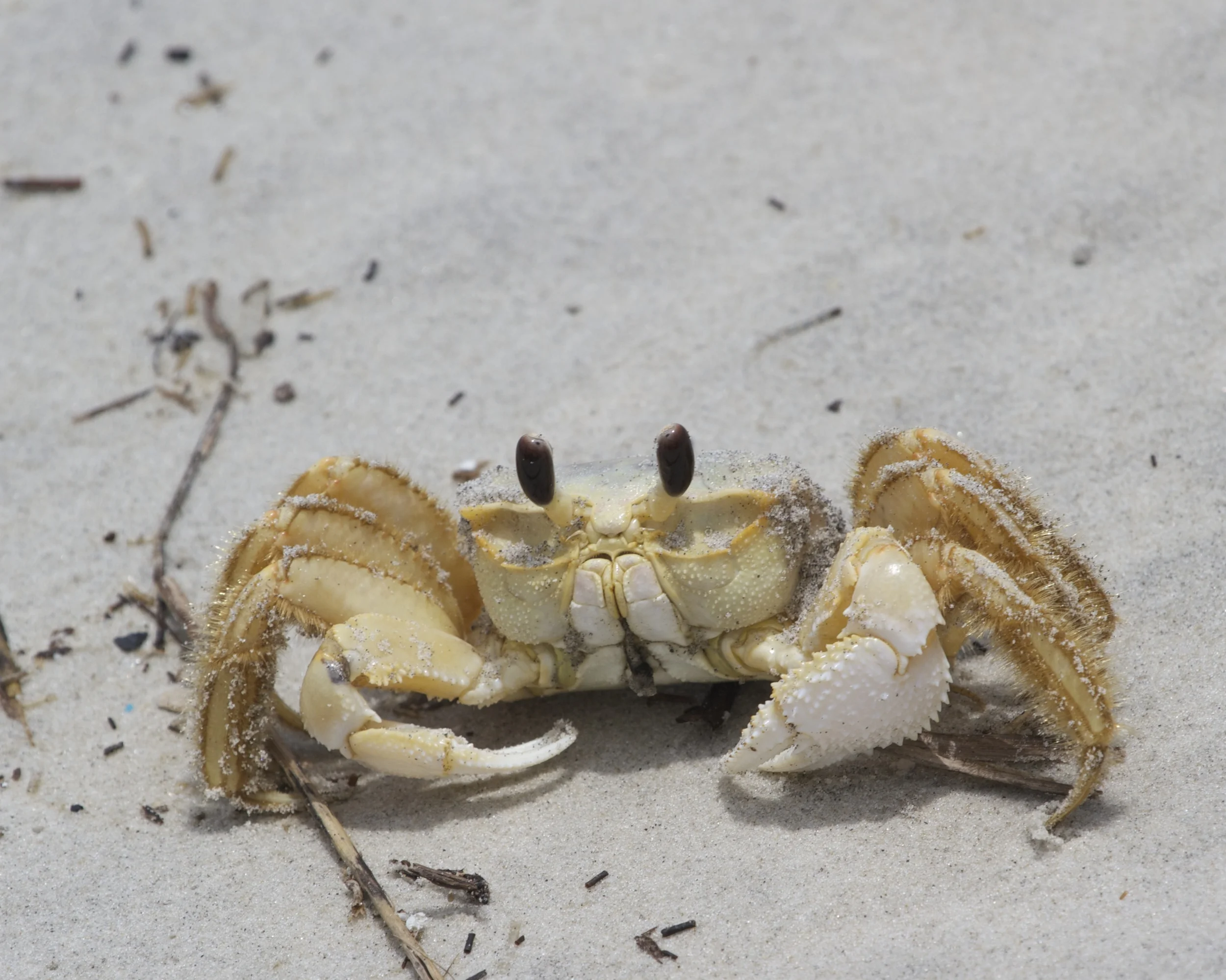Ghost Crab on the beach near the dunes (and turtle eggs).