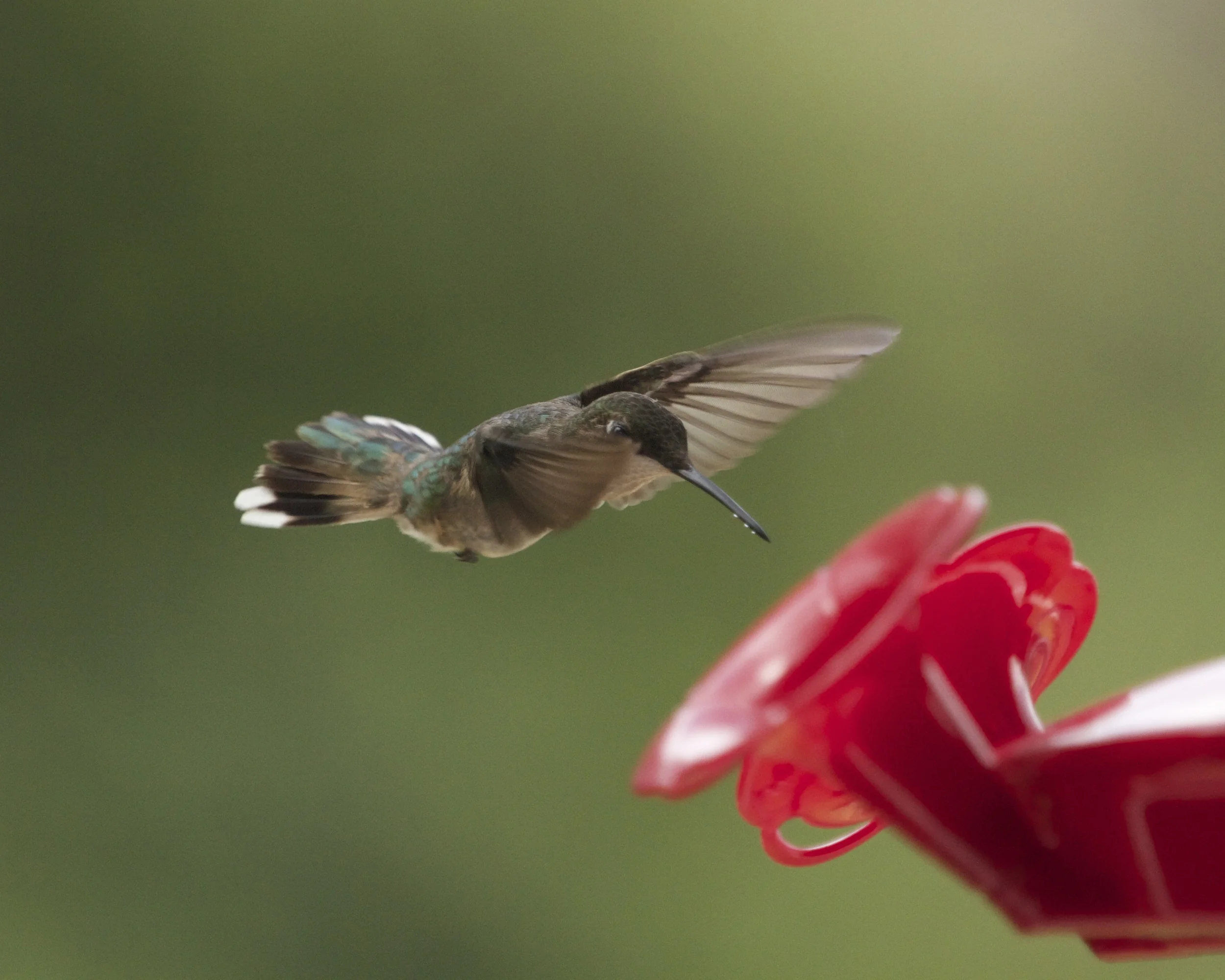 Dancing on air, the hummingbird approaches the feeder.