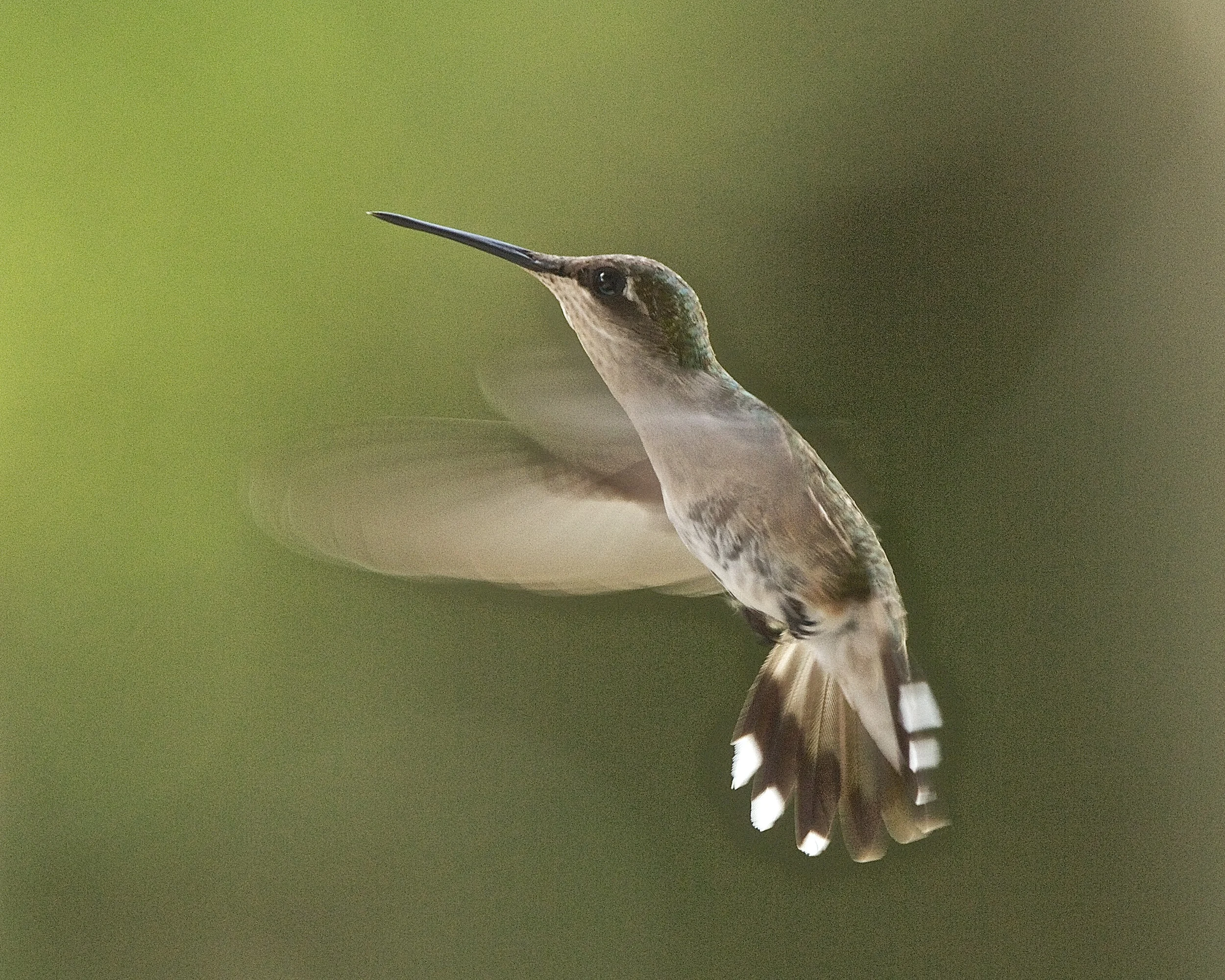 These tiny wings beat 53 times a second but are a blur with my camera shutter speed of 1/250th of a second.