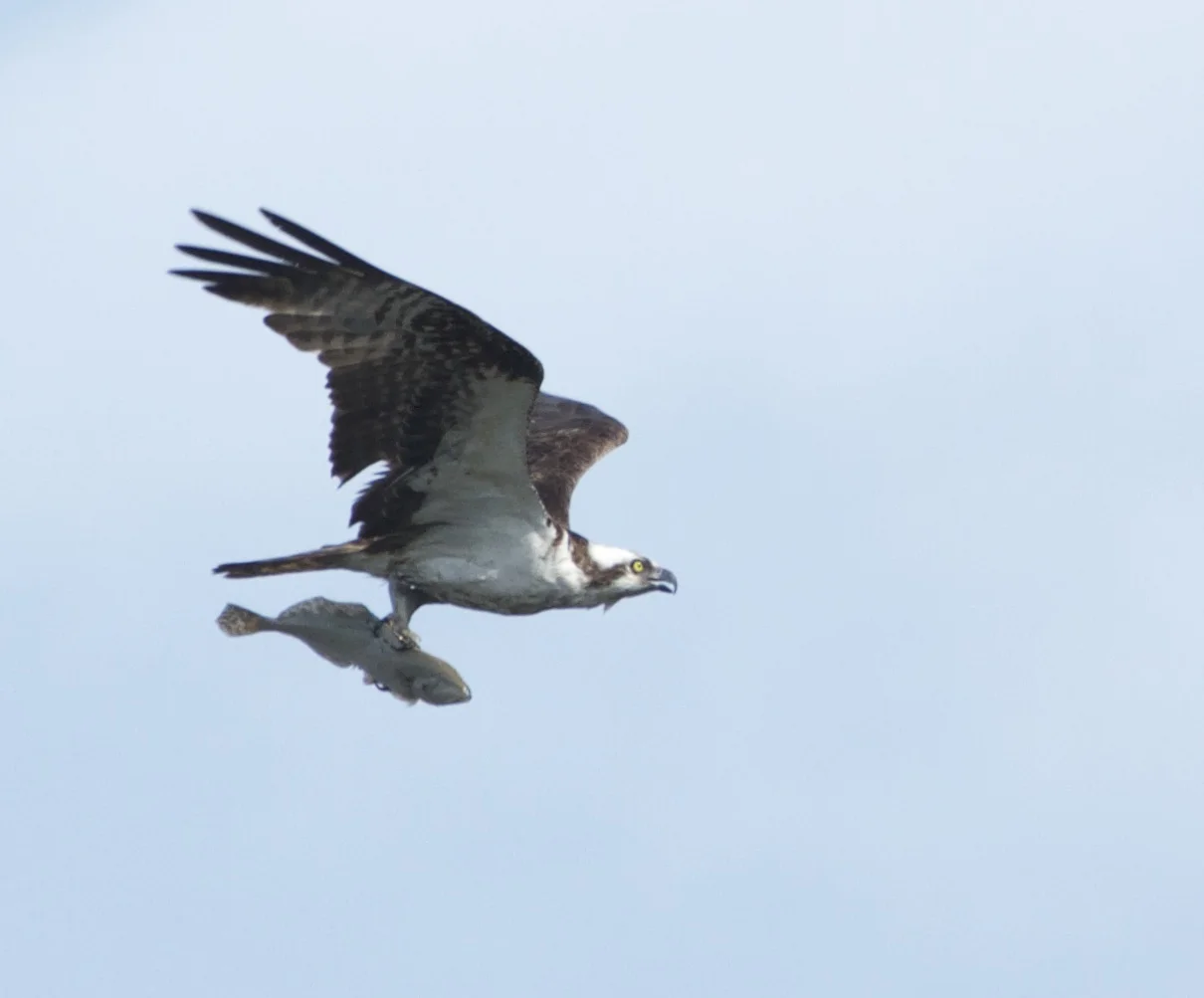 A Male Osprey with its catch of the day, a large flounder.