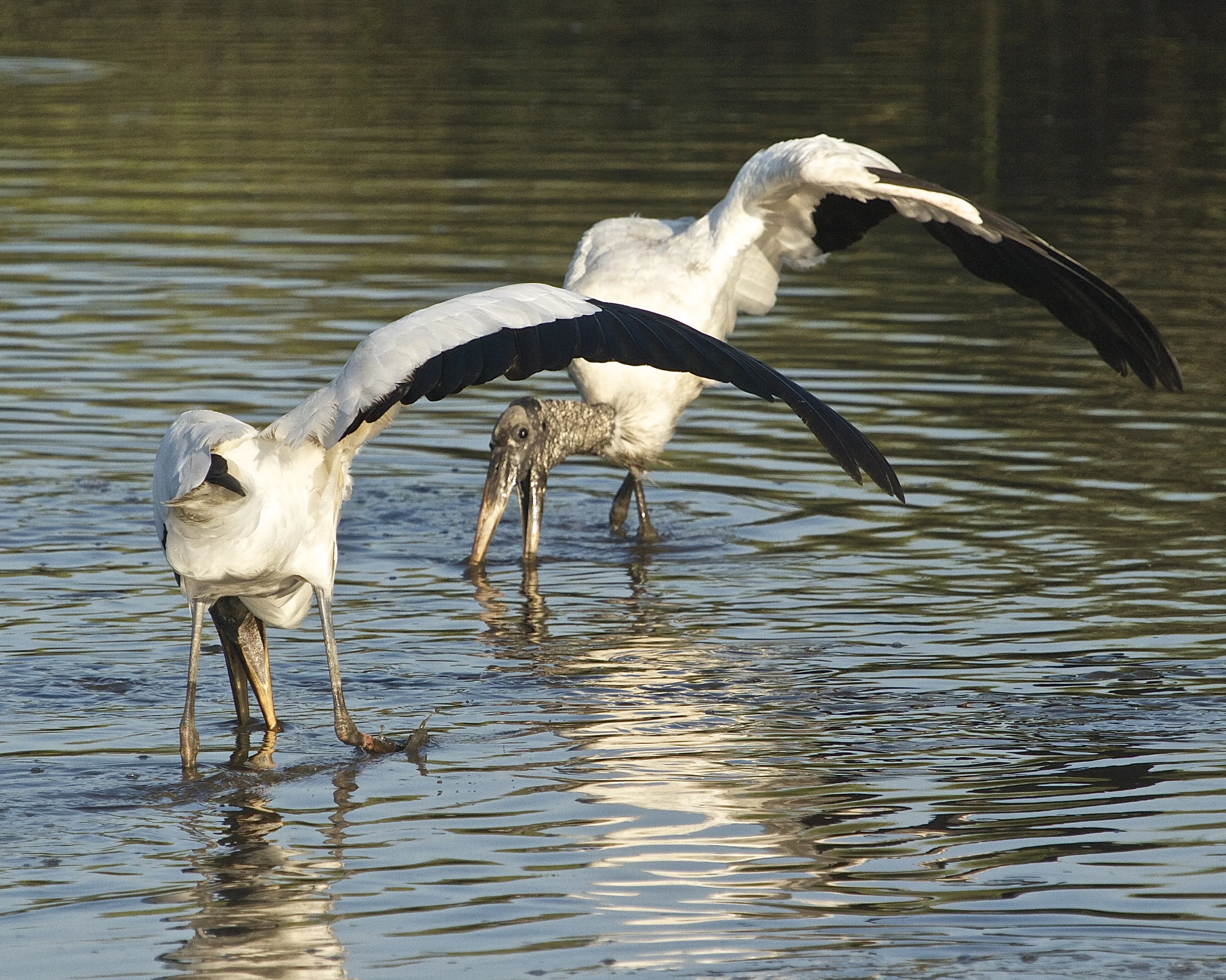 The Wood Storks use a raised wing and sweeping foot to spook the minnows into waiting beaks.
