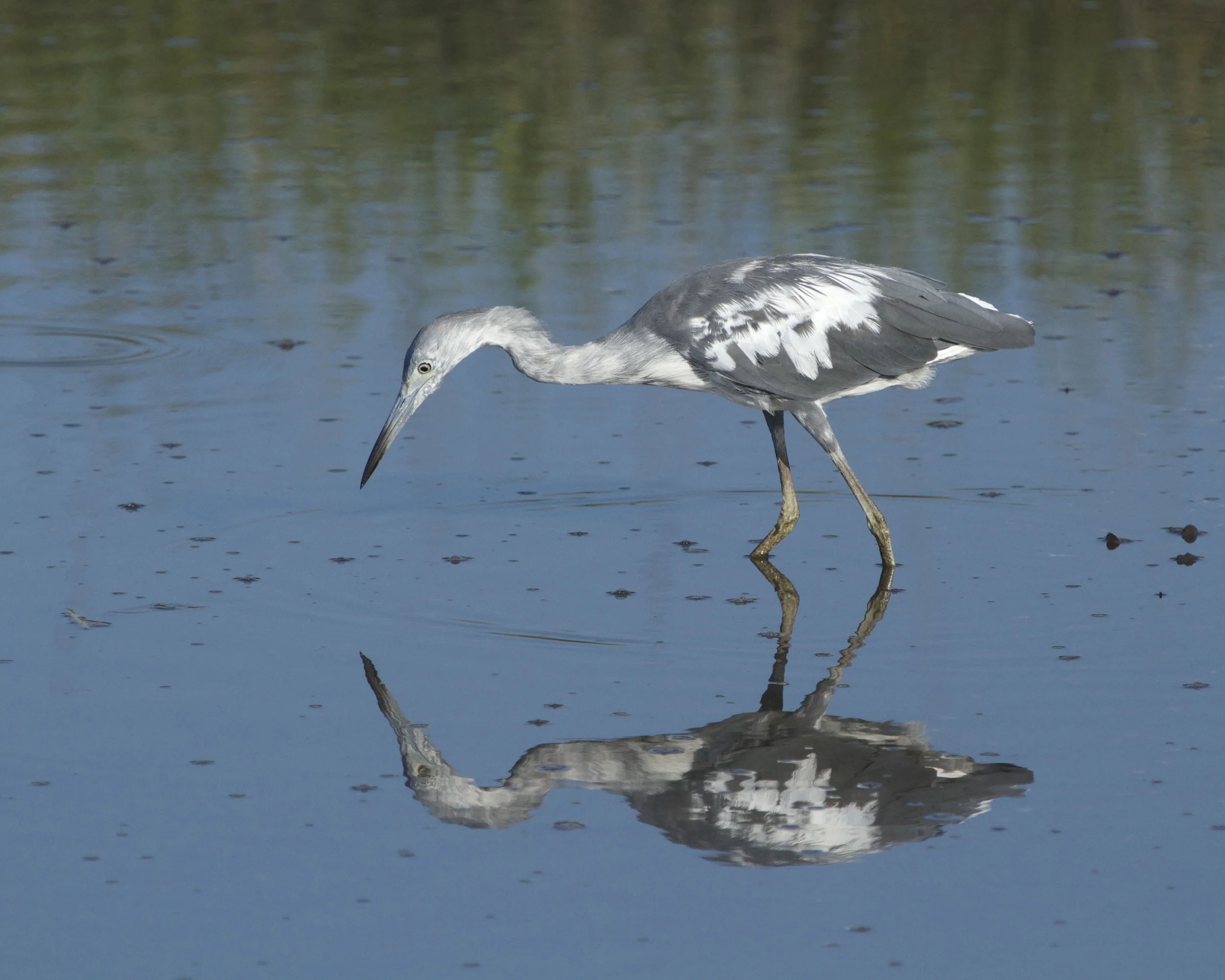 A juvenile Little Blue Heron patiently waits.